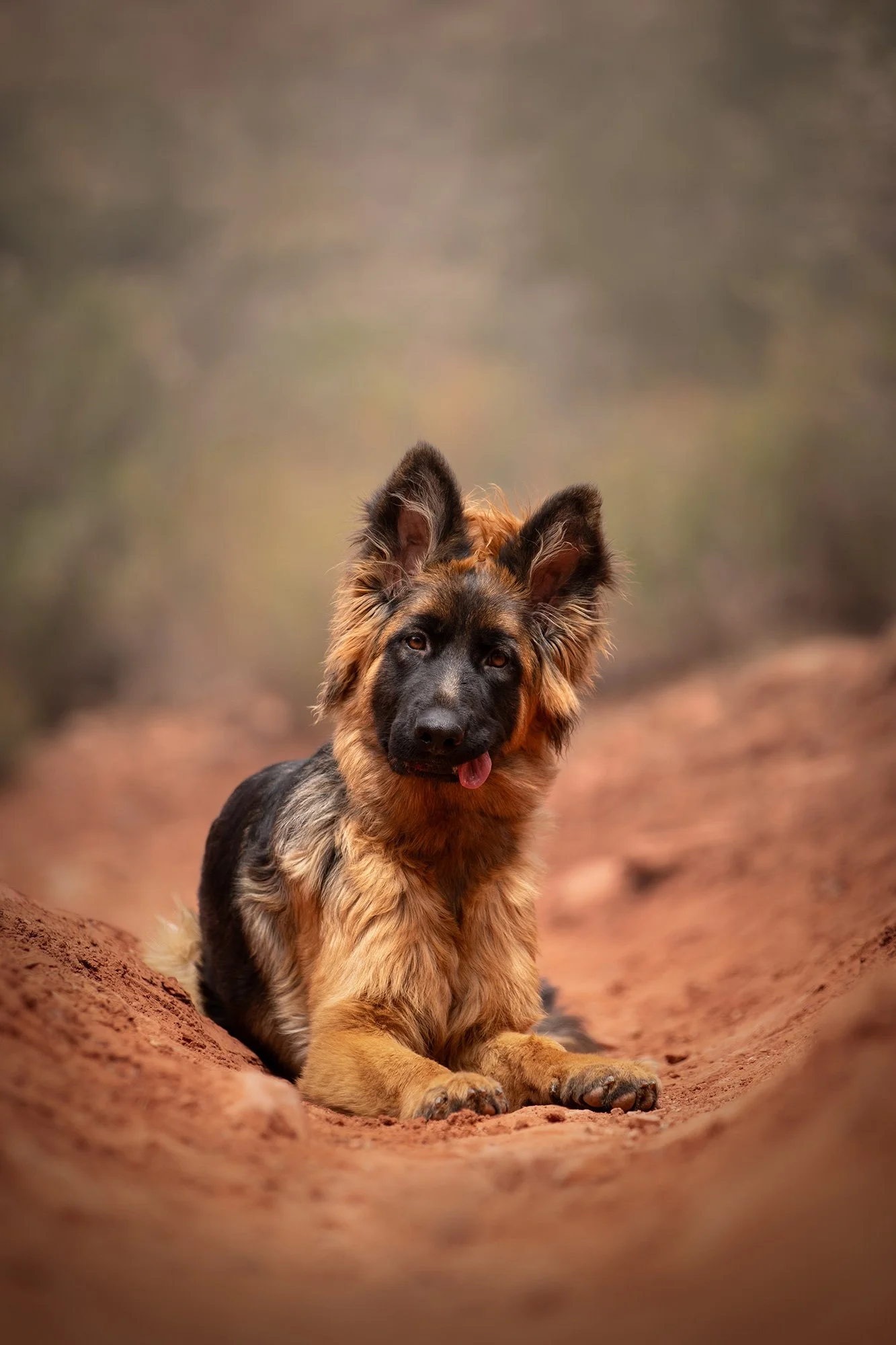 desert-dog-photography-las-vegas-20.jpg