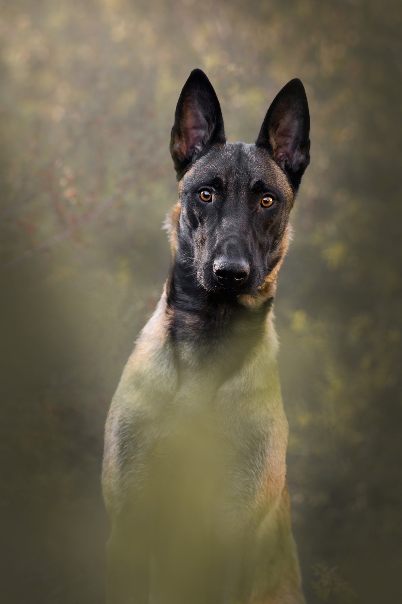 desert-dog-photography-las-vegas-08.jpg