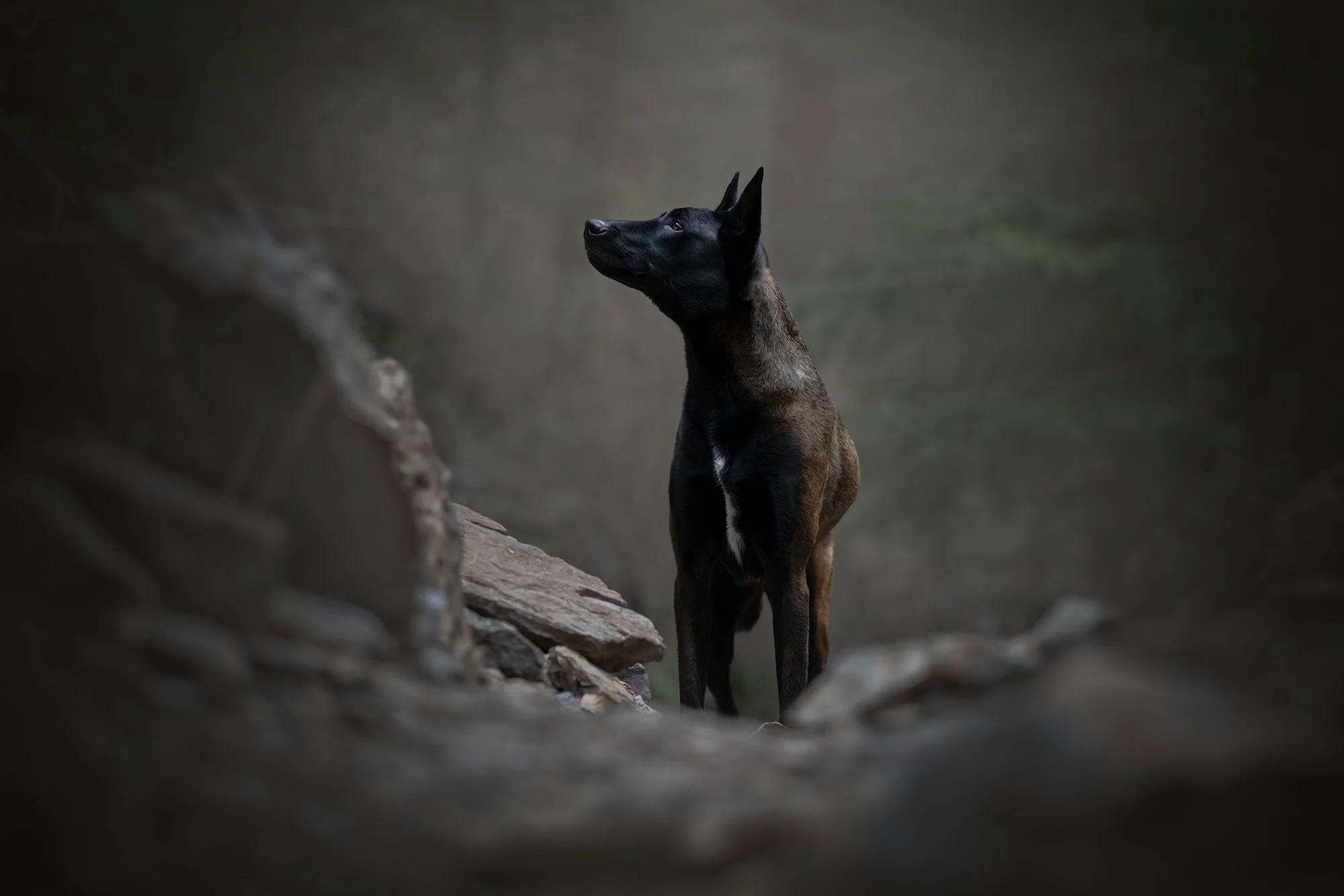 desert-dog-photography-las-vegas-17.jpg