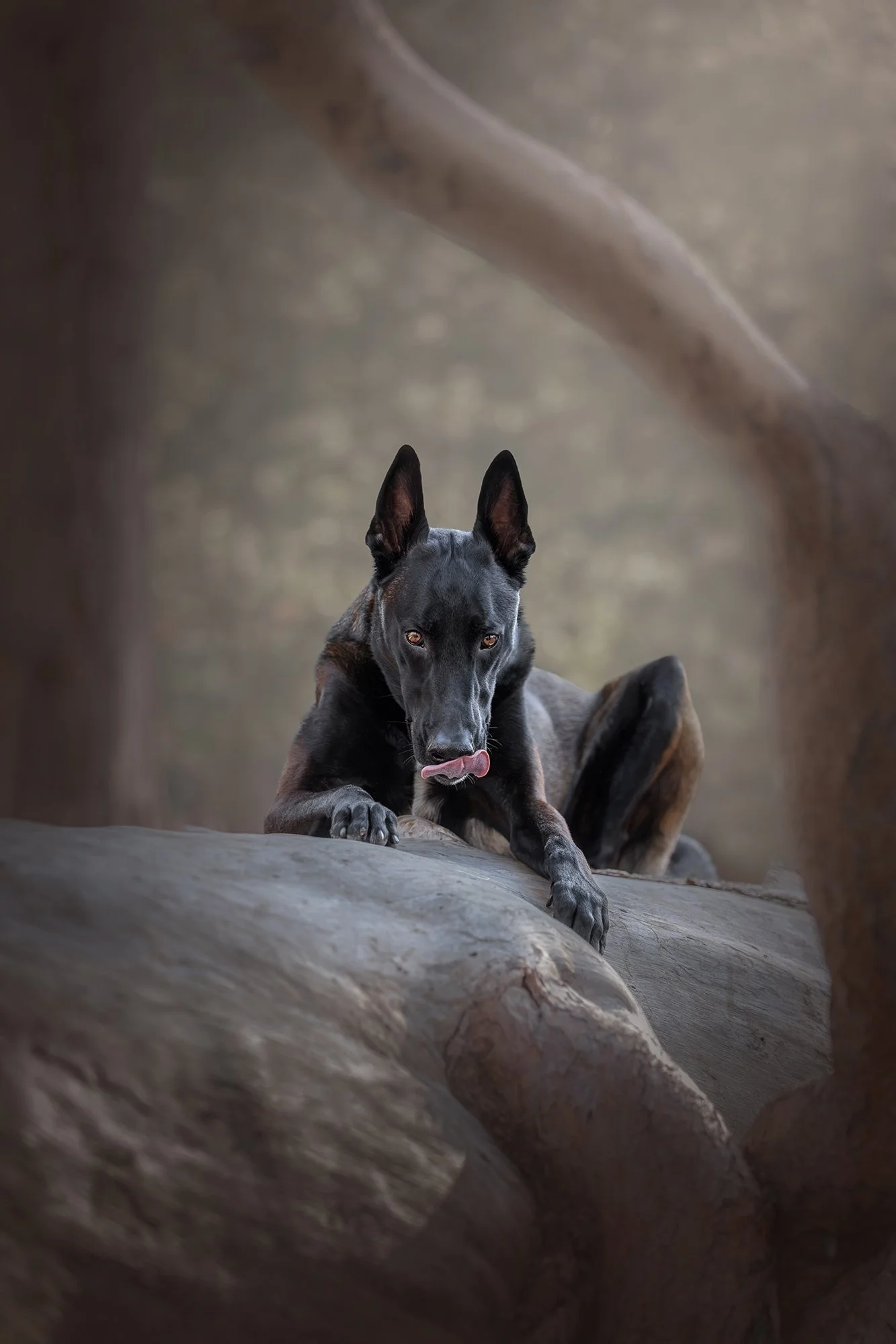 desert-dog-photography-las-vegas-06.jpg