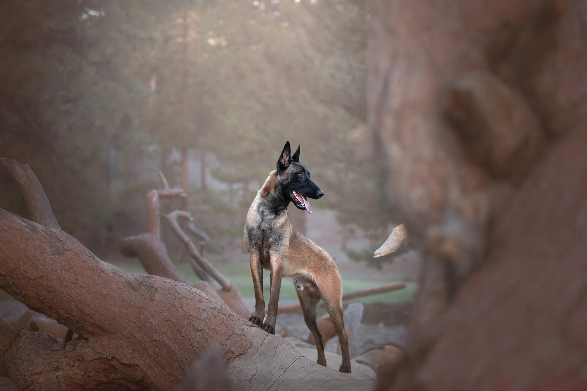 desert-dog-photography-las-vegas-11.jpg