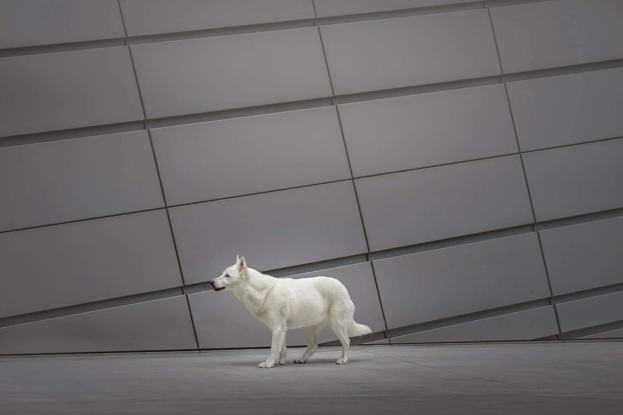 desert-dog-photography-las-vegas-07.jpg