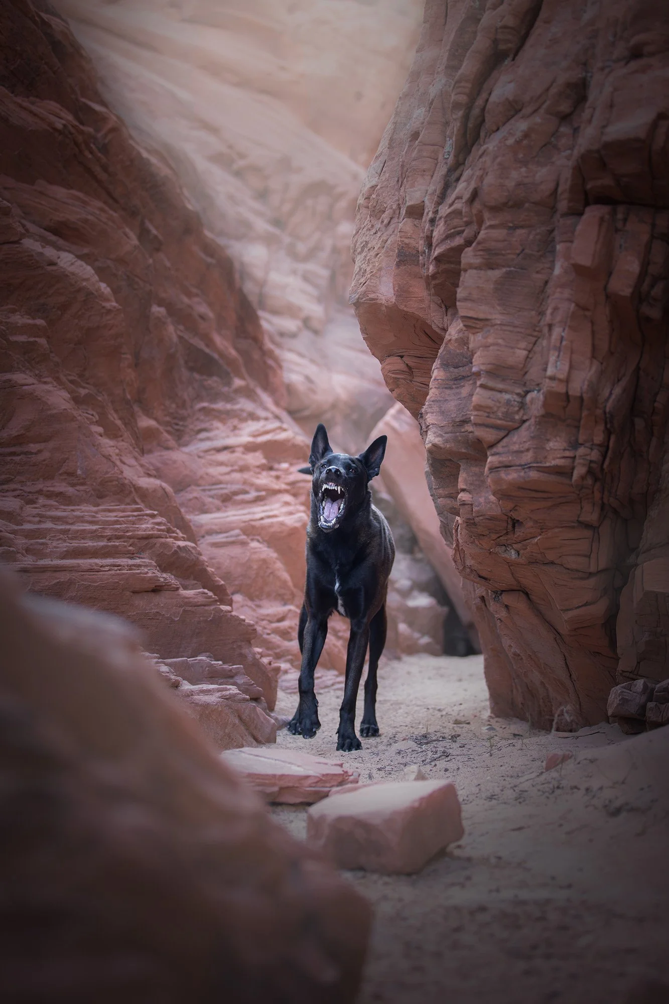 desert-dog-photography-las-vegas-16.jpg