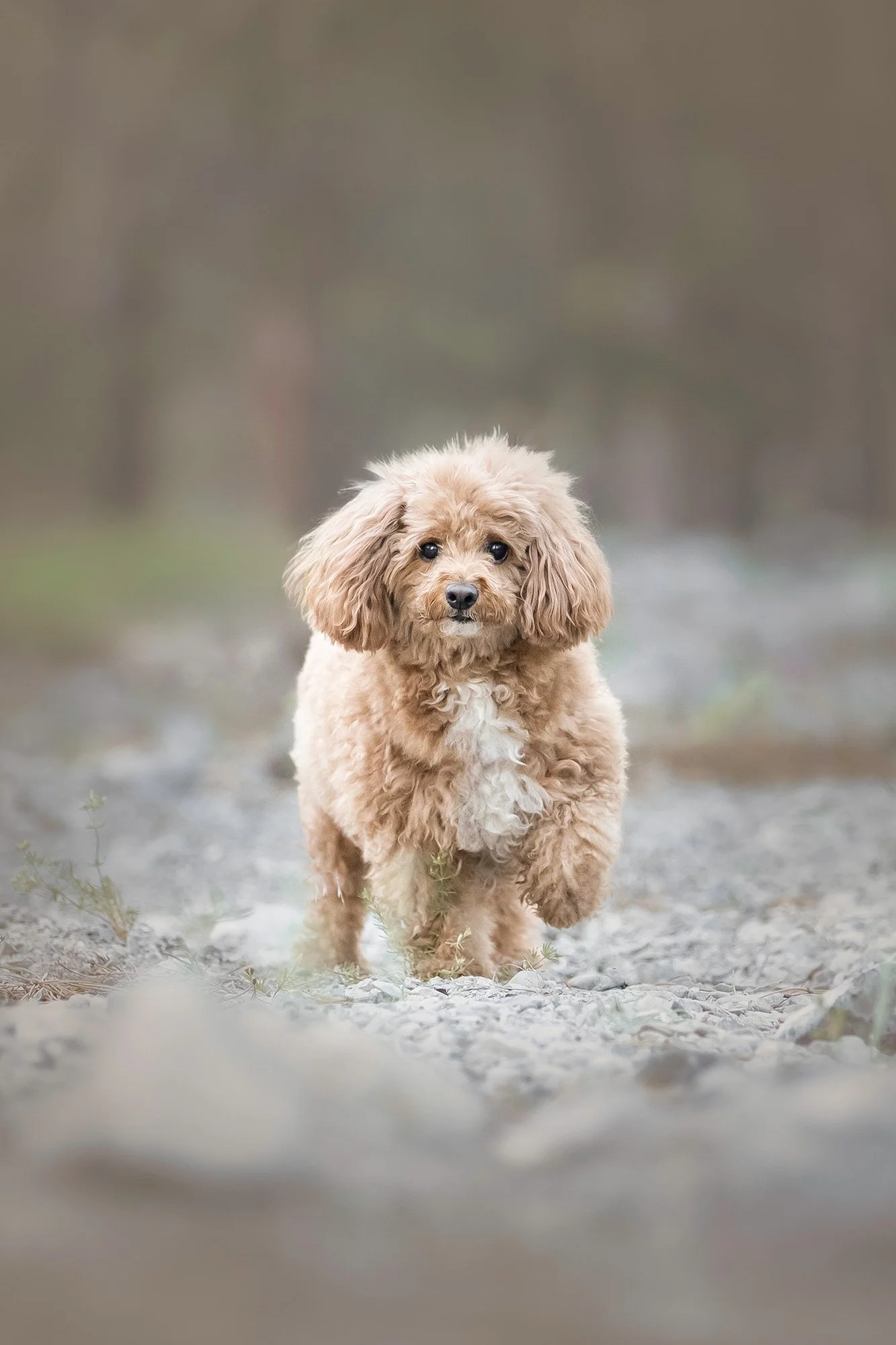 desert-dog-photography-las-vegas-14.jpg