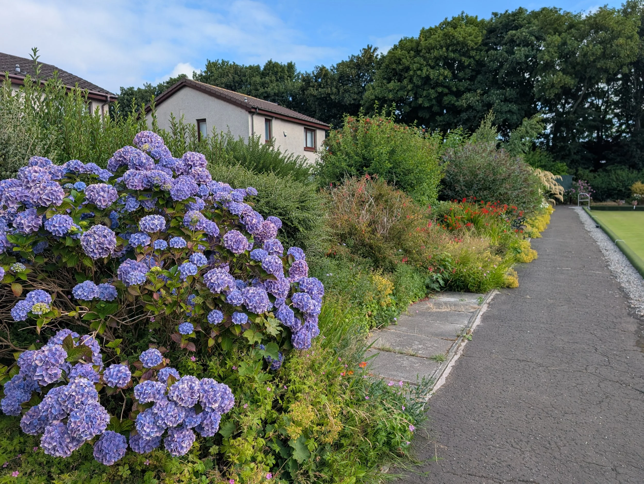 A garden with purple hydrangeas and a pathway next to a white house with a gray roof, surrounded by large trees under a partly cloudy sky.