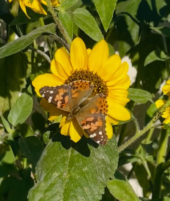 A butterfly on a yellow sunflower in a green garden.