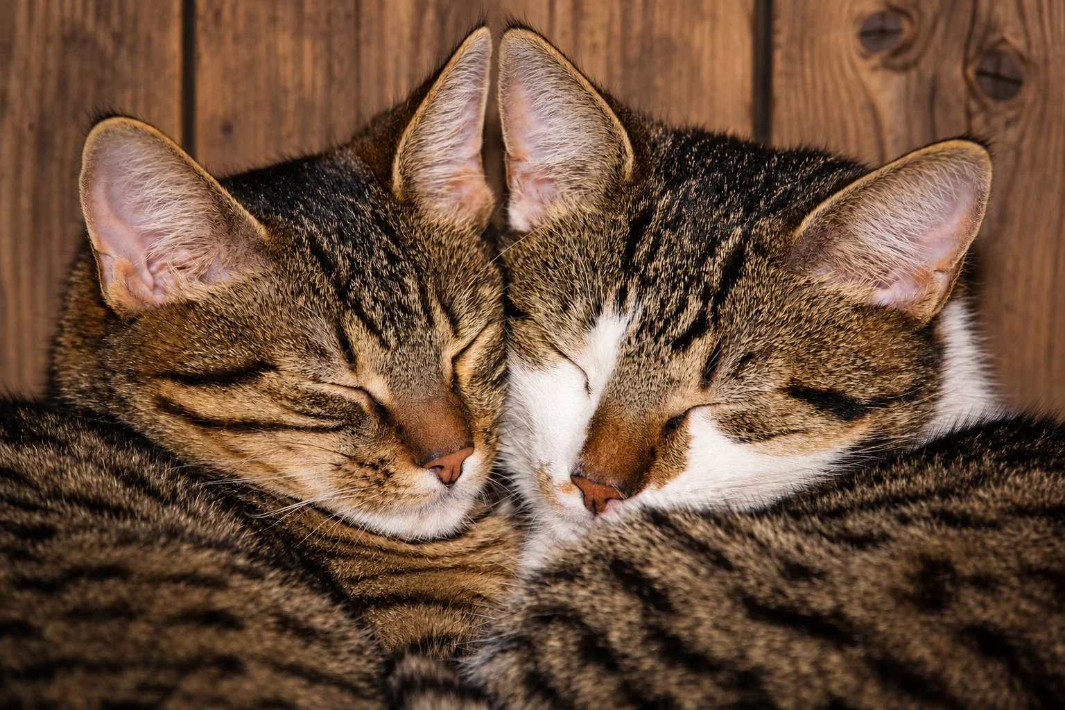 huisdierfotografie MJP Fotografie in Zegge met Twee katten die samen slapen, ontspannen en met gesloten ogen, tegen een houten achtergrond.