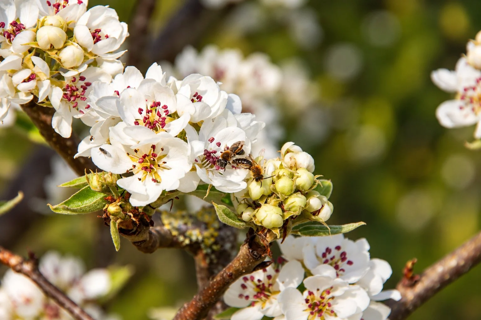 Sluipwespen in appelbloesem