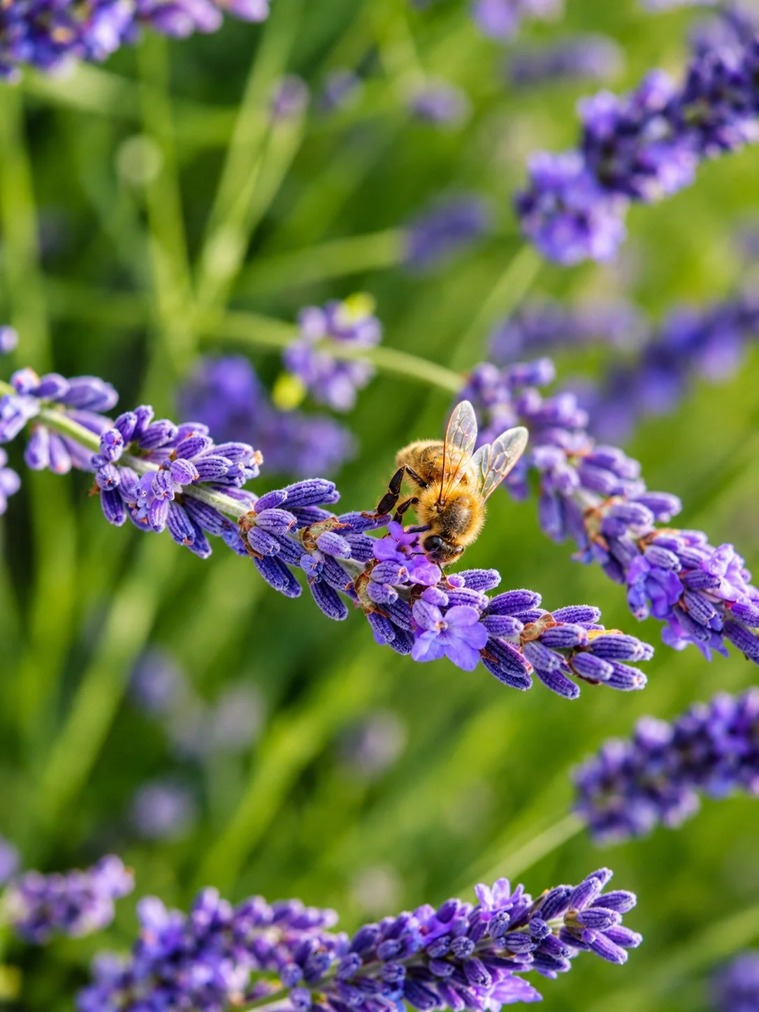 honingbij op Lavendel close up natuurfotografie MJP Fotografieac