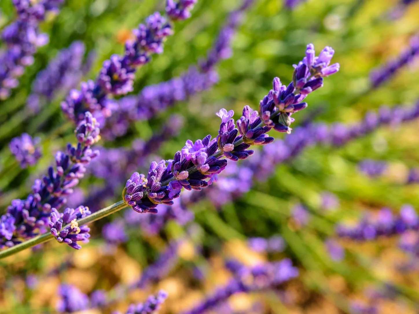 Natuurfotografie MJP Fotografie Lavendel close up tuinposter