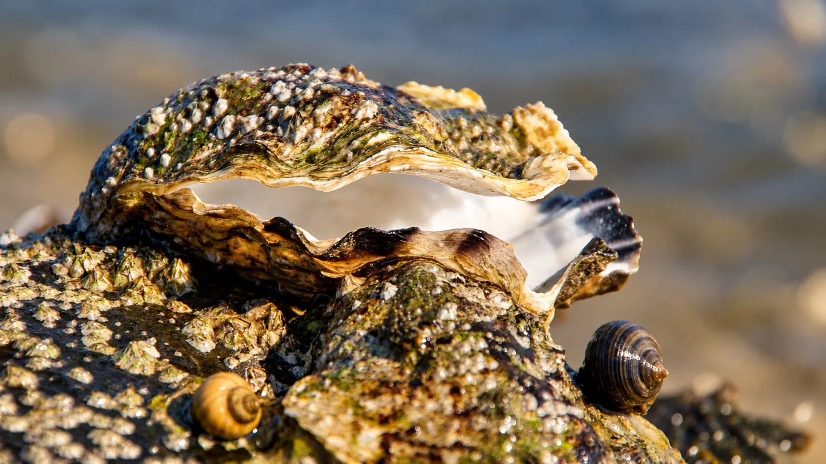 Oesterschelp op een droge Mosselbank