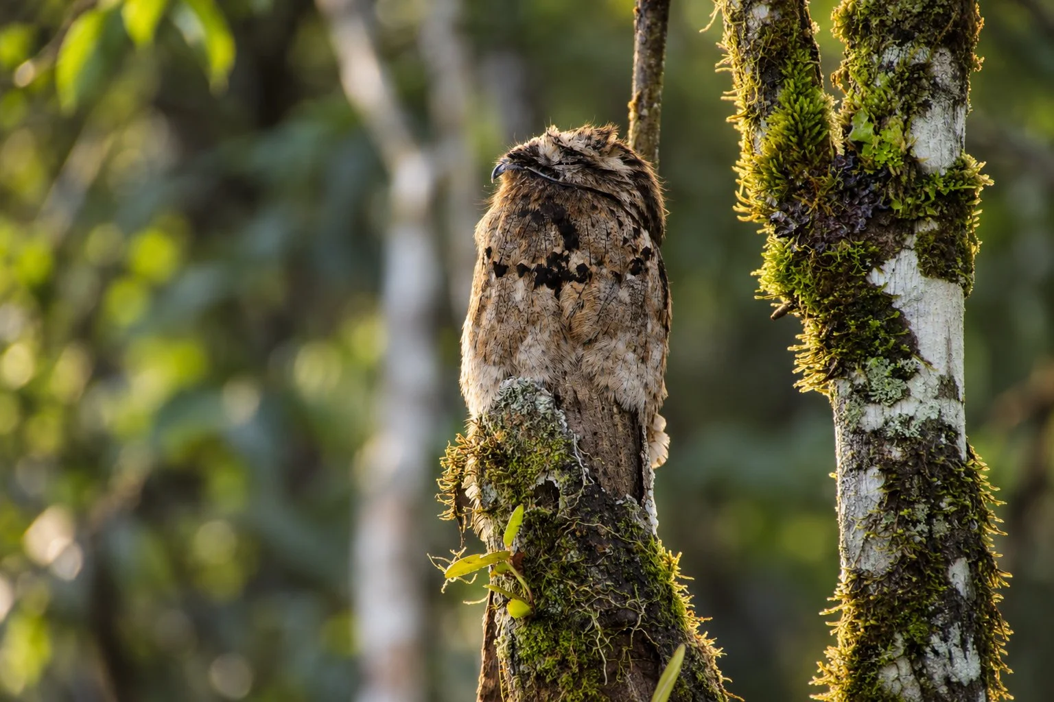 Grote Nachtzwaluw in Ecuador  verstopt gecamoufleerd op boomstam