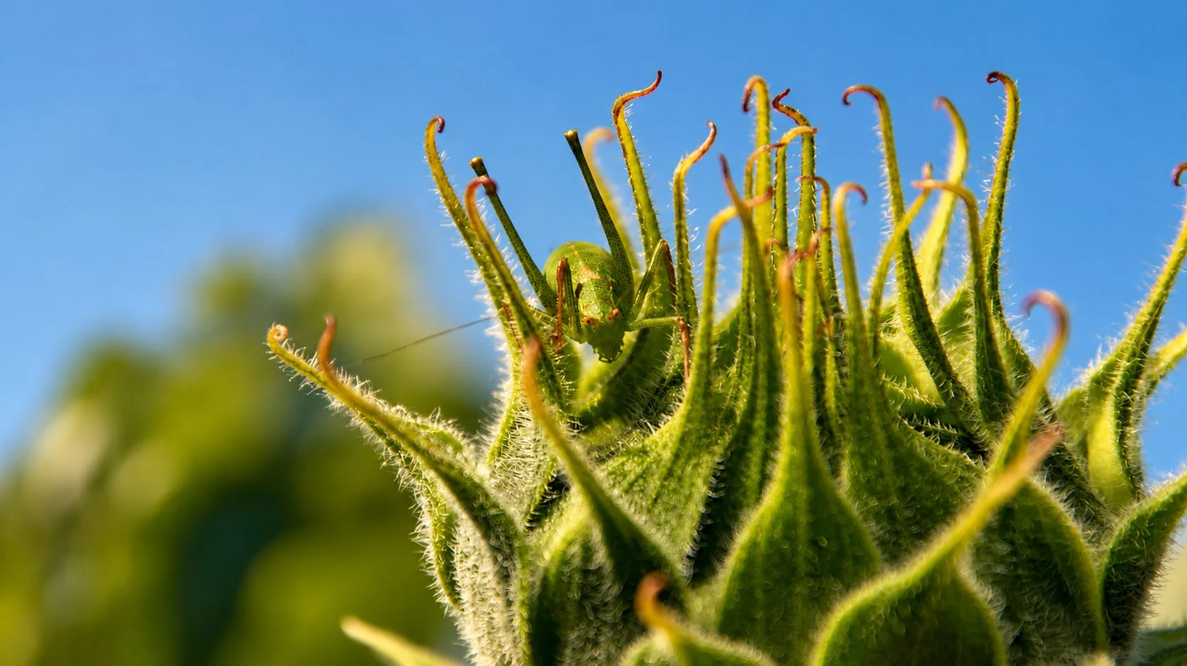 Sprinkhaan verstopt in knop van Zonnebloem