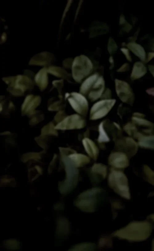 Feuilles vertes et crème dans l'obscurité.