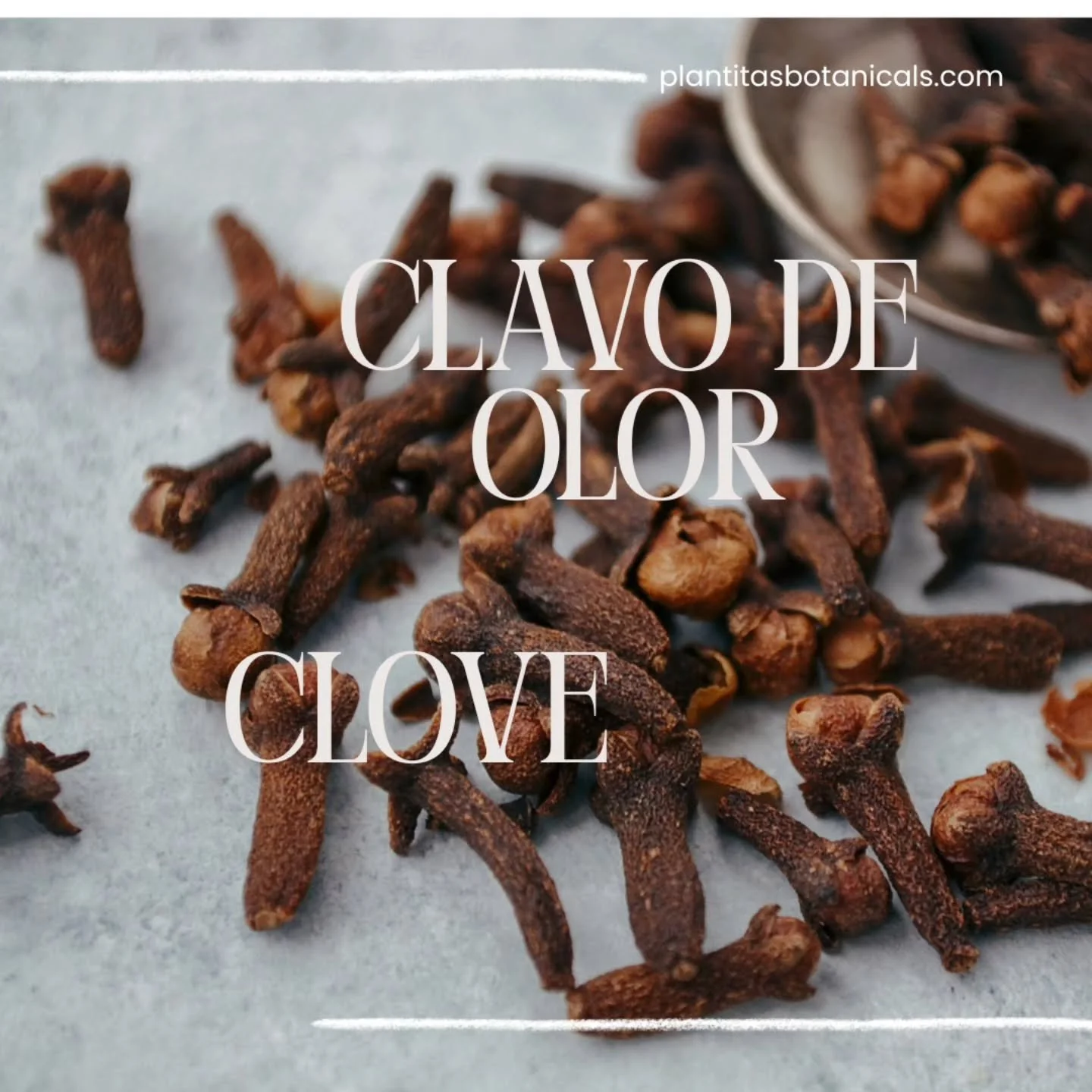 @plantitasbotanicals [SPANISH 👇] I showed you how to make your own clove mother tincture… so what do we do with it now?
An aromatic room spray! 🔥✨

Clove is fire: warm, spicy, and protective. Its scent has long been associated with men