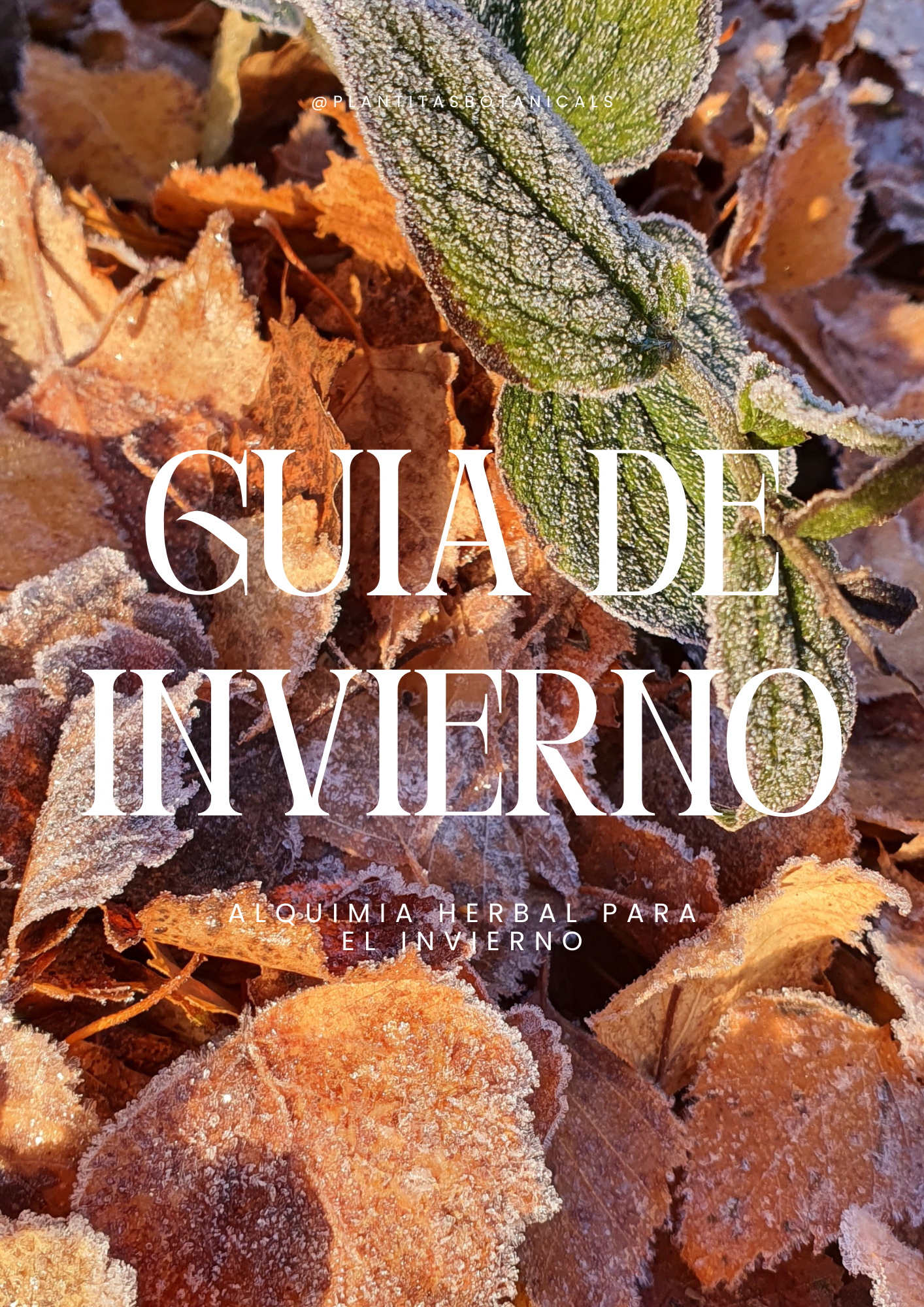 Hojas secas y verdes cubiertas de escarcha en el suelo en invierno.
