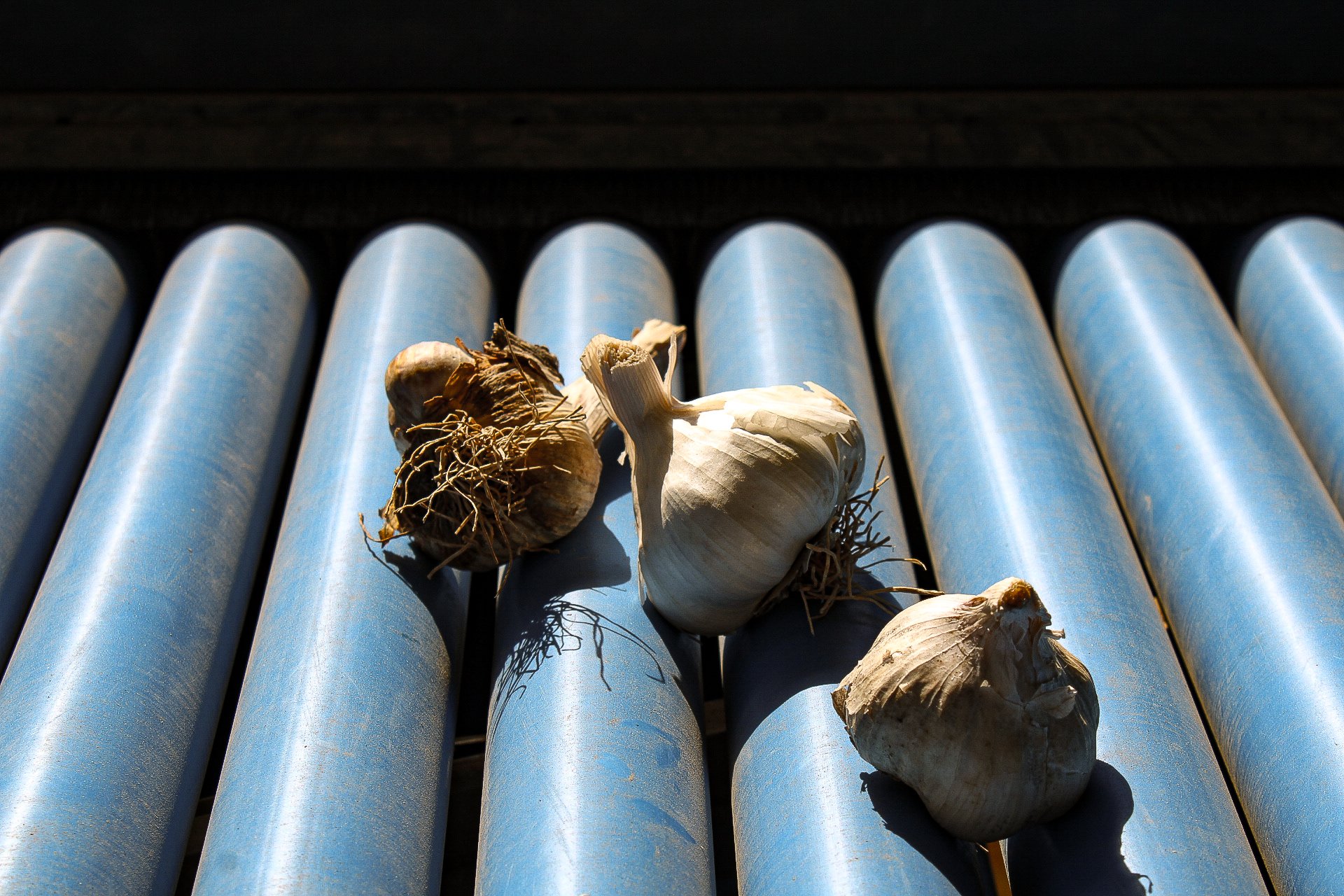 Ail conditionné dans une ferme en baie de somme