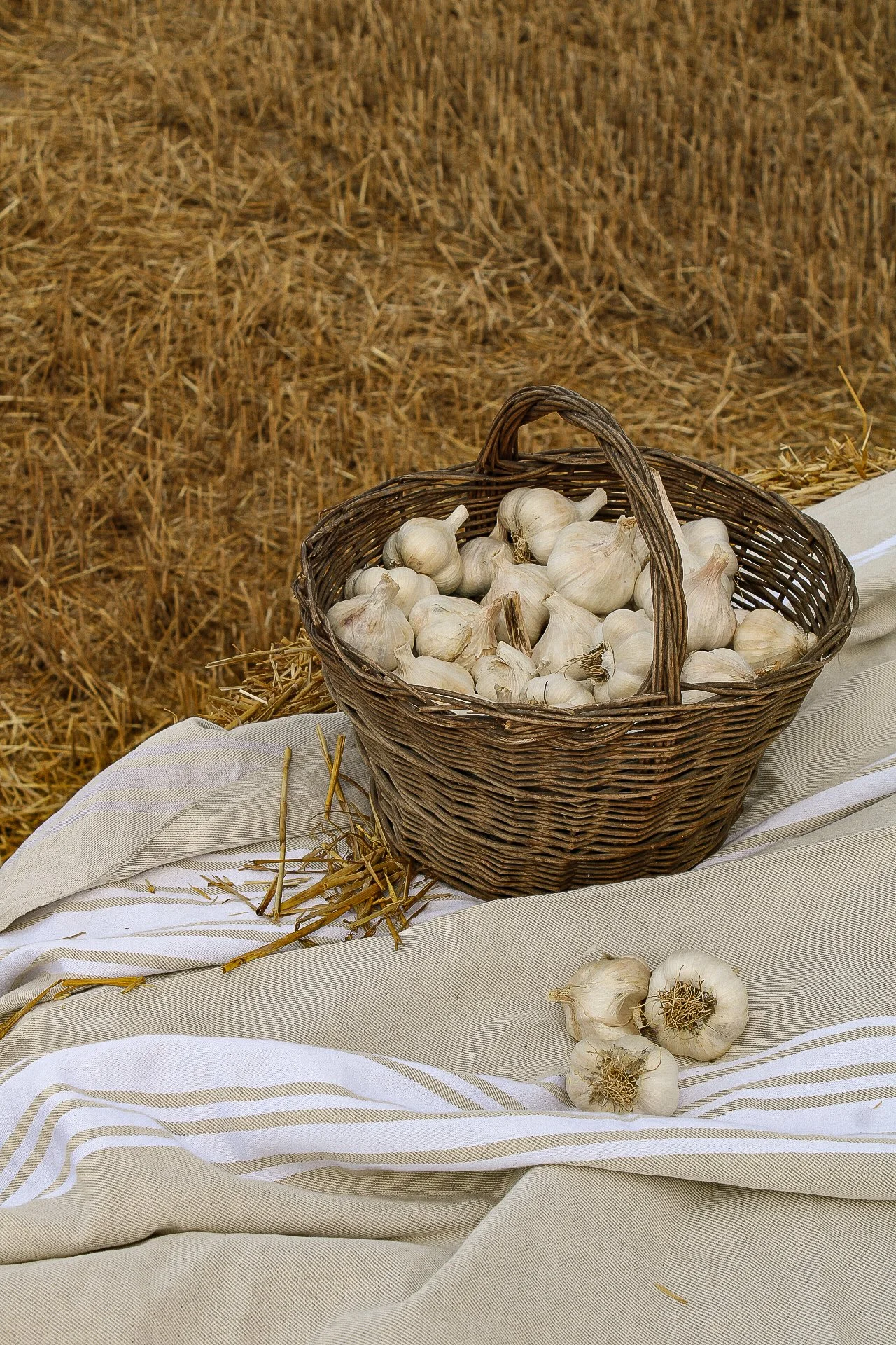 Un panier en paille rempli d'ail, placé sur un tissu blanc avec des rayures en or, dans un champ de paille