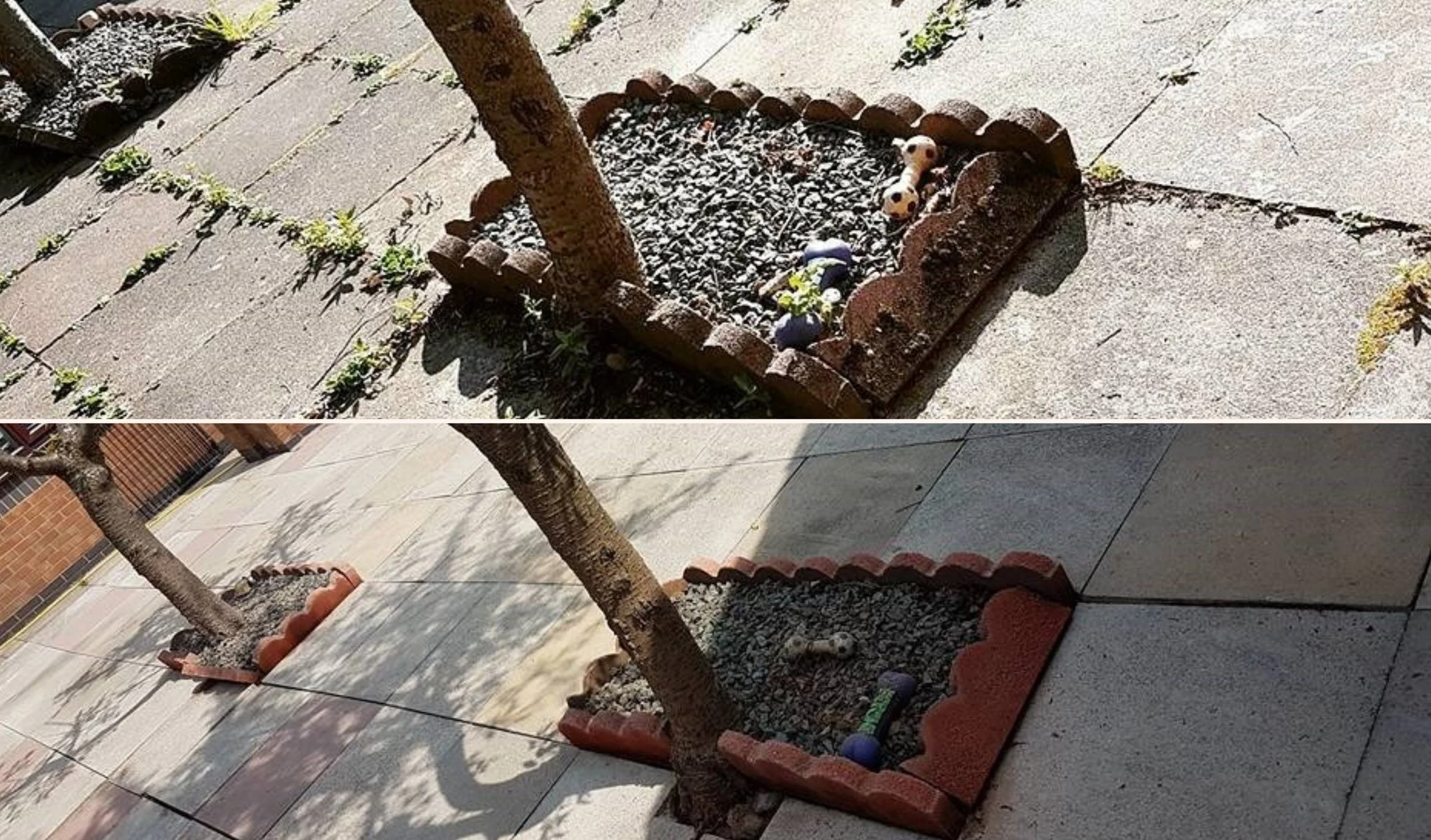 A small garden bed with a young tree, surrounded by a brick border. The bed contains gravel and a small potted plant, with some decorative balls nearby. The garden is adjacent to a concrete sidewalk with some small weeds growing between the cracks.