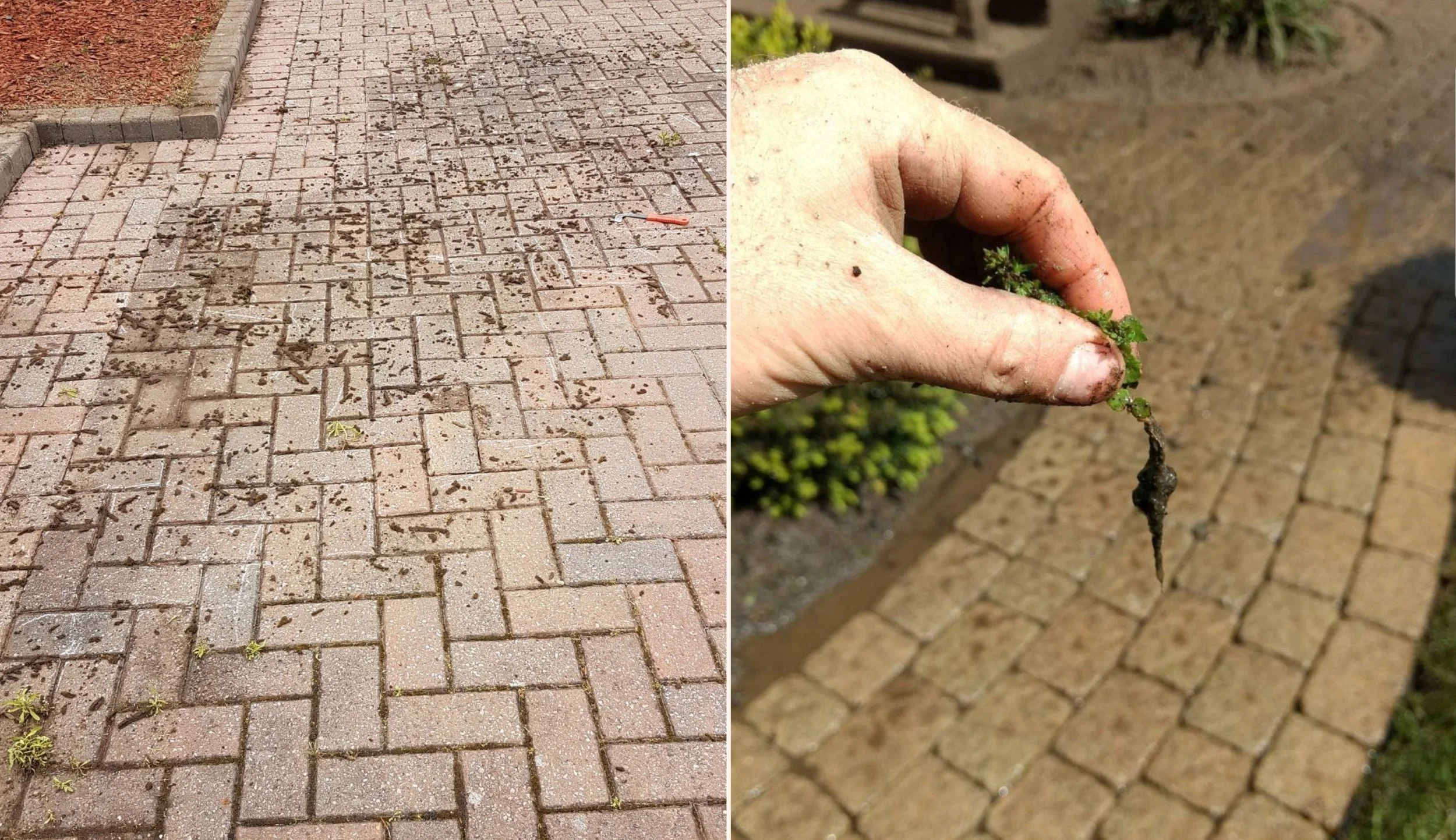 Left side: a brick sidewalk with scattered dirt and small plants growing between the bricks, bordered by a curved curb and mulched area. Right side: a close-up of a hand holding a small, green plant with roots and soil attached, soil and dirt background.