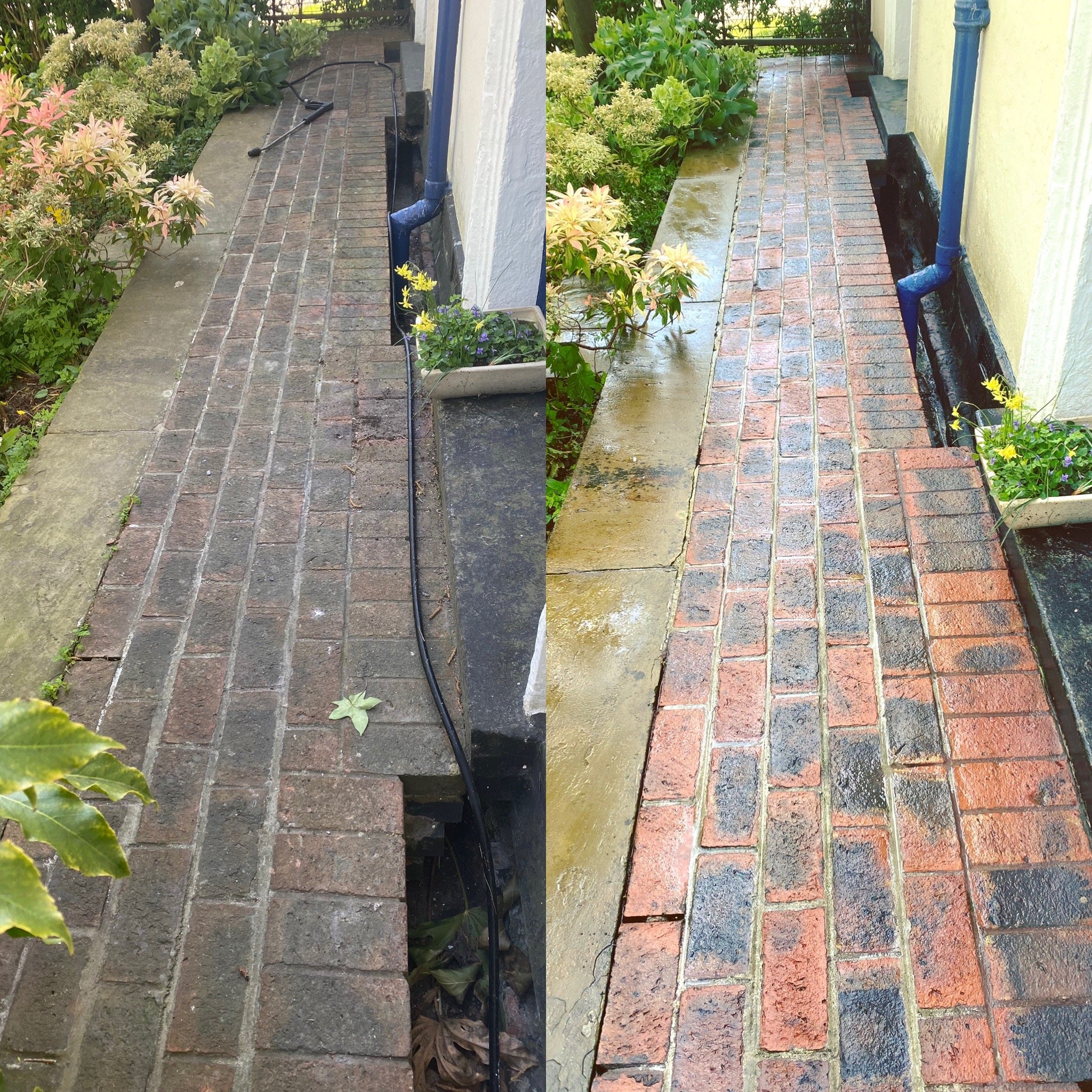 Comparison of a brick sidewalk before and after cleaning, with plants along the edge and a black pipe running beside the sidewalk.