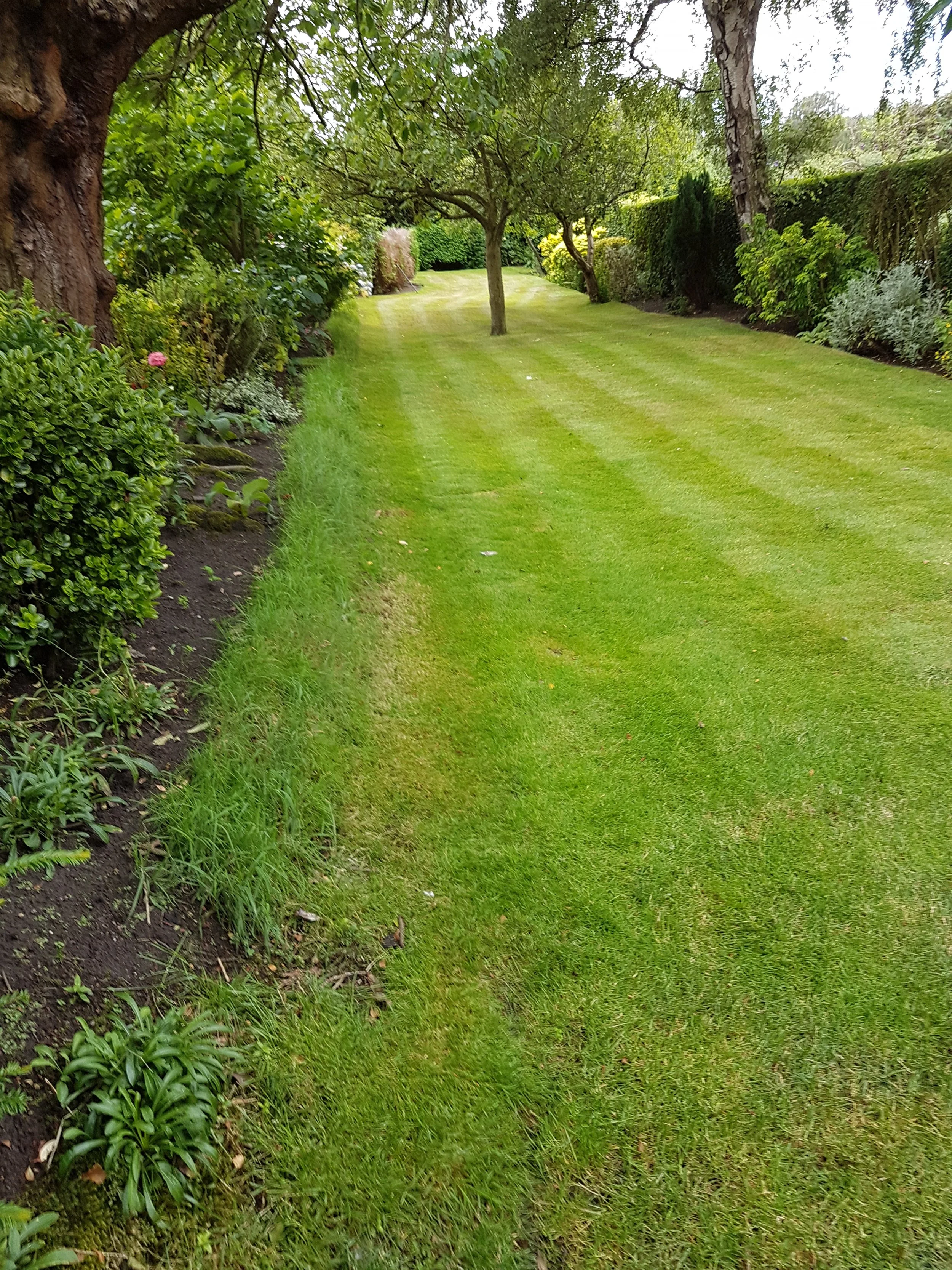 A well-maintained backyard with freshly mowed green grass, several trees, and landscaped bushes along the sides.