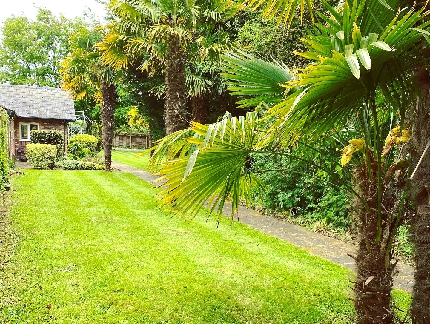 A lush backyard with trimmed grass, palm trees lining a stone path, and a small brick house in the background.