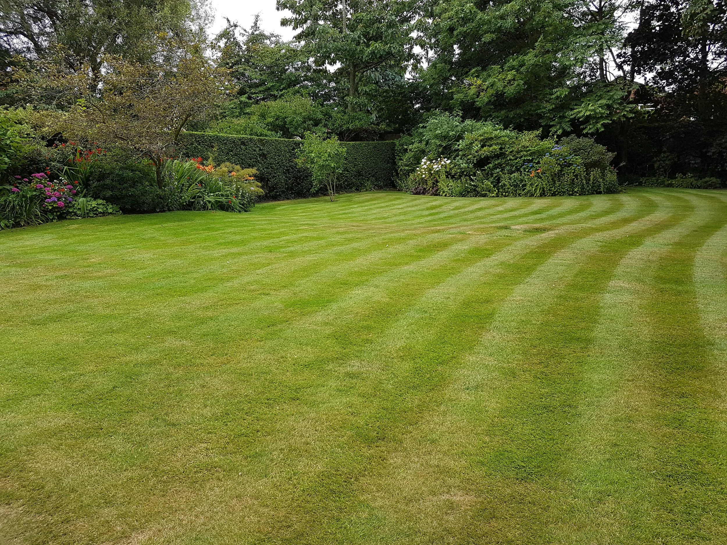 Well-maintained backyard with striped lawn, flowering plants, shrubs, and trees, enclosed by a hedge and fencing.