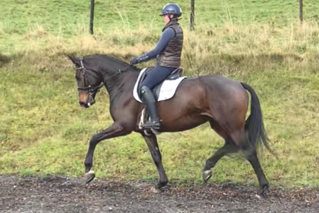 Schooling Livery