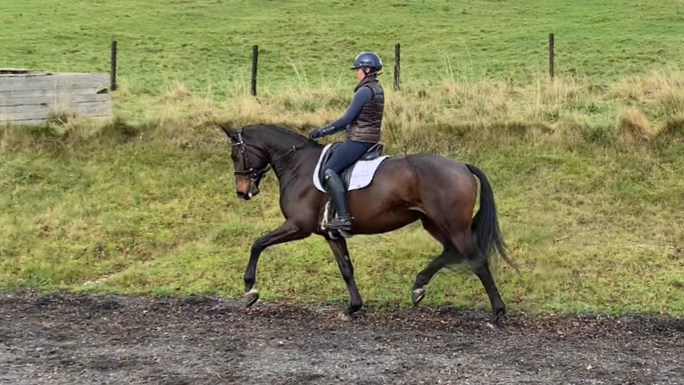 Schooling Livery