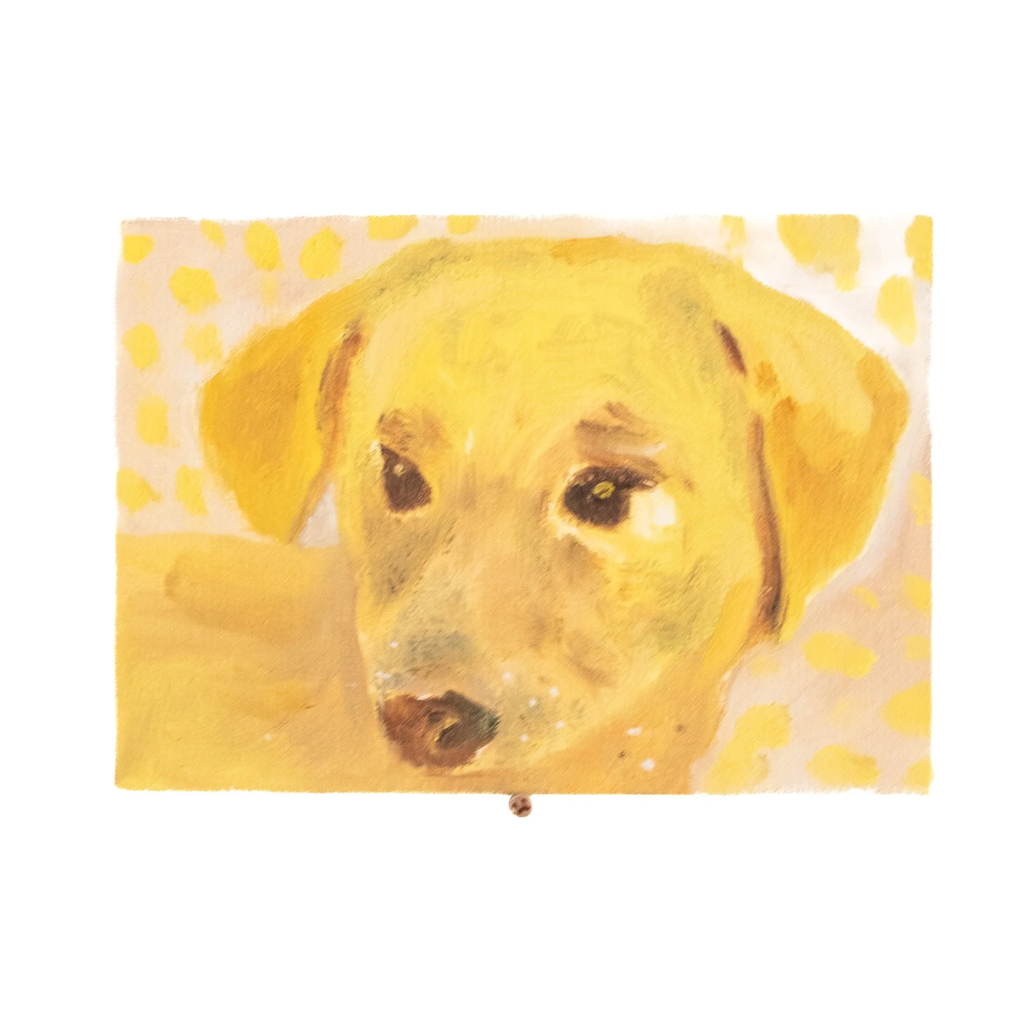 Young dog