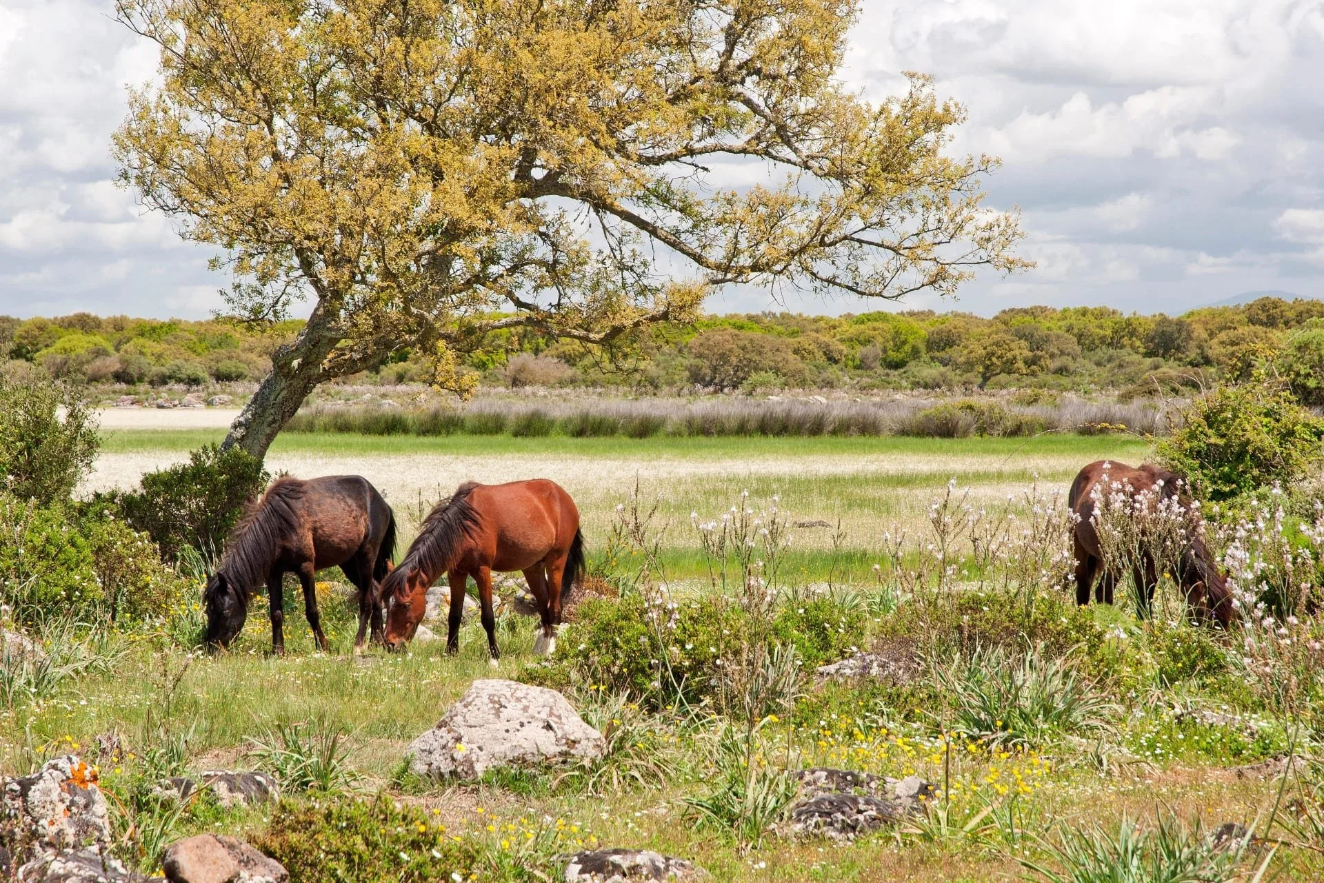 Kleine wilde paarden bij een waterpoel op het plateau van de Giara di Gesturi