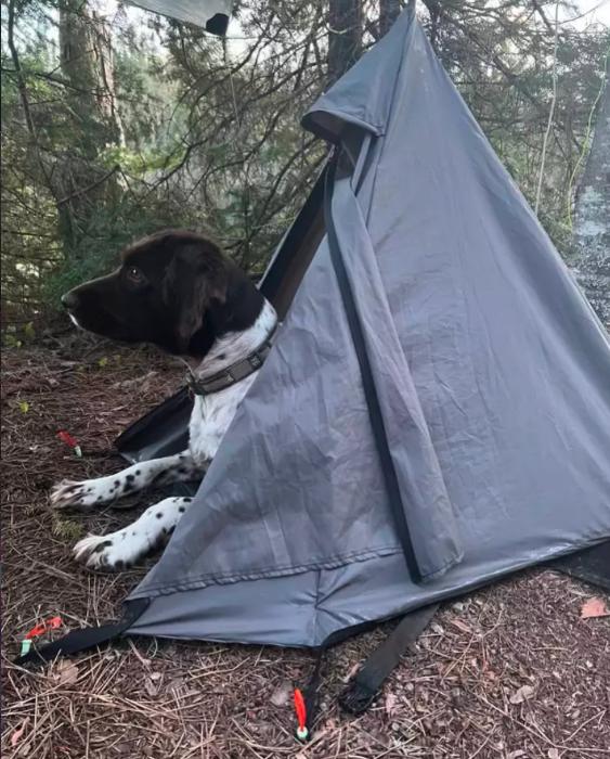 A black and white dog sitting inside a small gray camping tent outdoors surrounded by trees and forest ground.