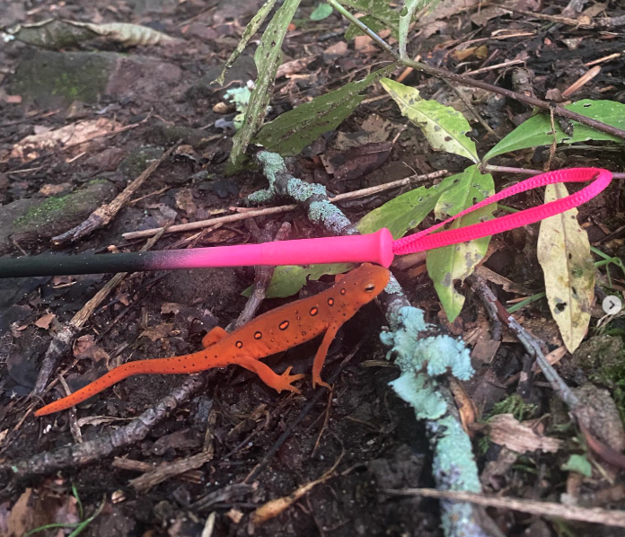 A small orange salamander with black spots on the forest floor next to a pink stick and green leaves.