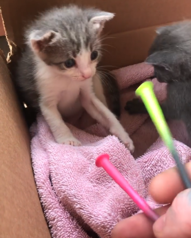 A gray and white kitten inside a cardboard box with a pink towel, playing with two colorful stick toys held by a person.