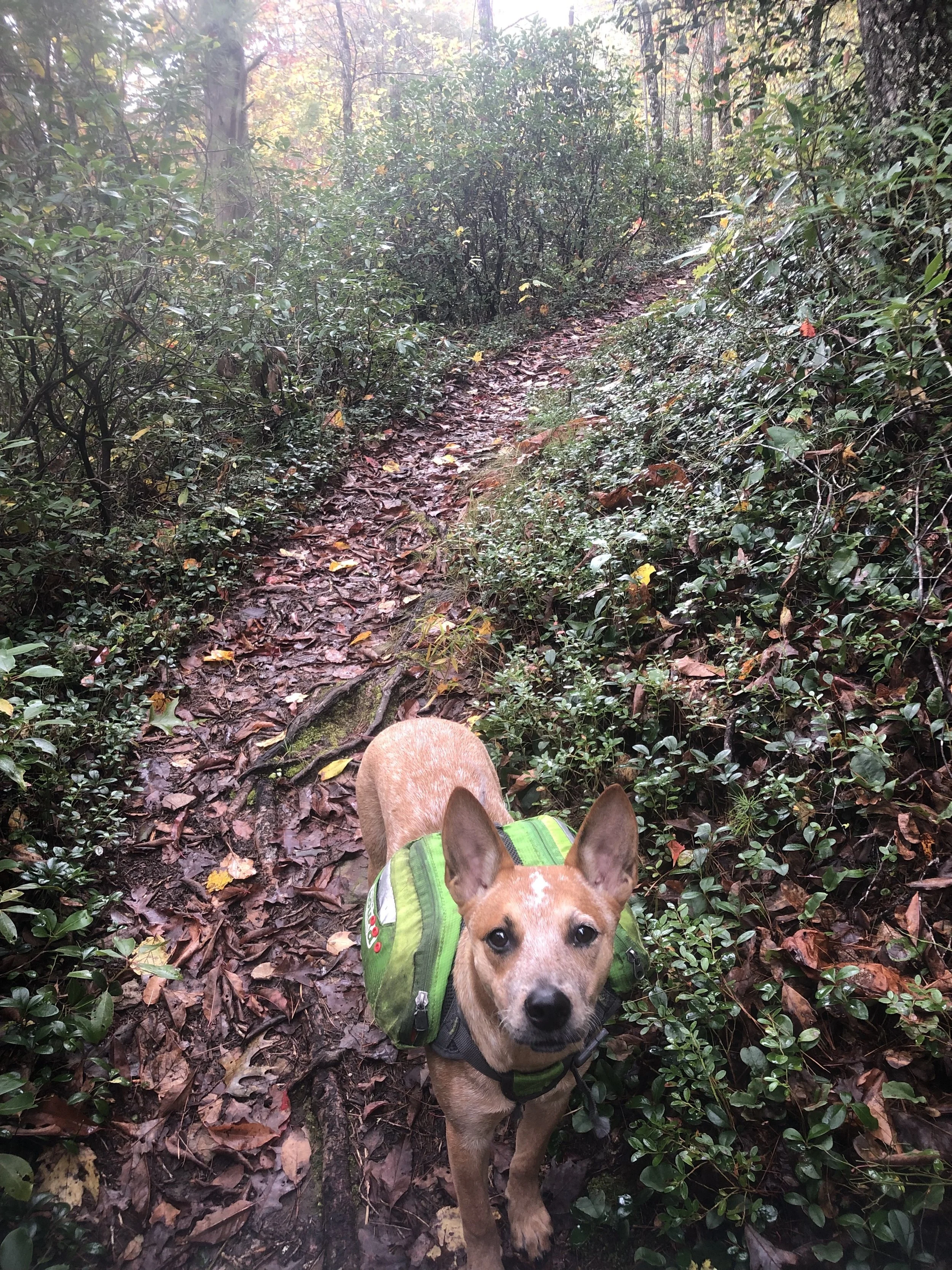 A dog with tan and white fur, wearing a green harness and vest, standing on a muddy forest trail covered with fallen leaves surrounded by bushes and trees.