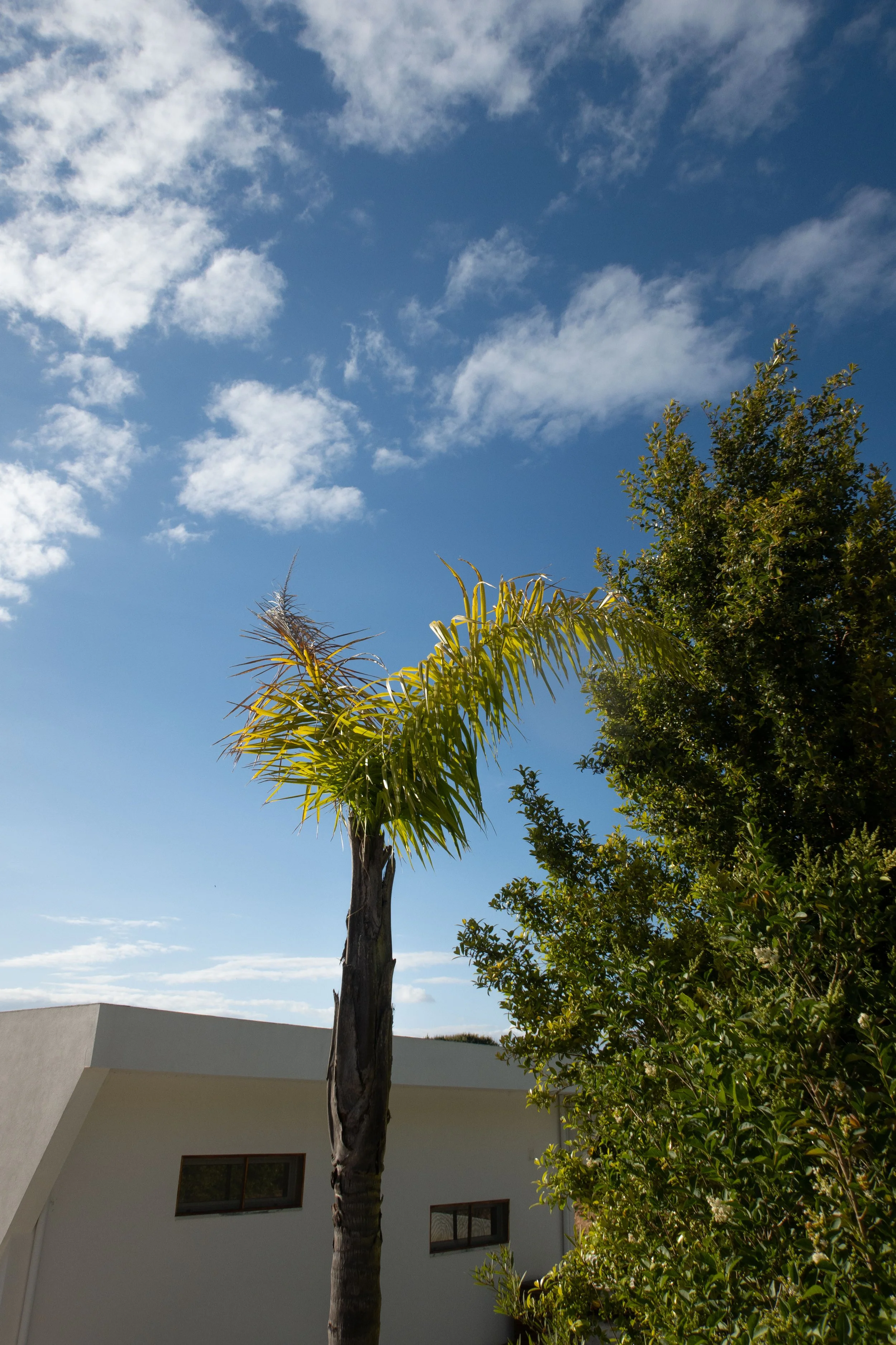 A tall palm tree with a slightly curved trunk and yellow-green fronds on top, next to another leafy green tree, under a blue sky with scattered white clouds, in a residential area with modern white buildings.