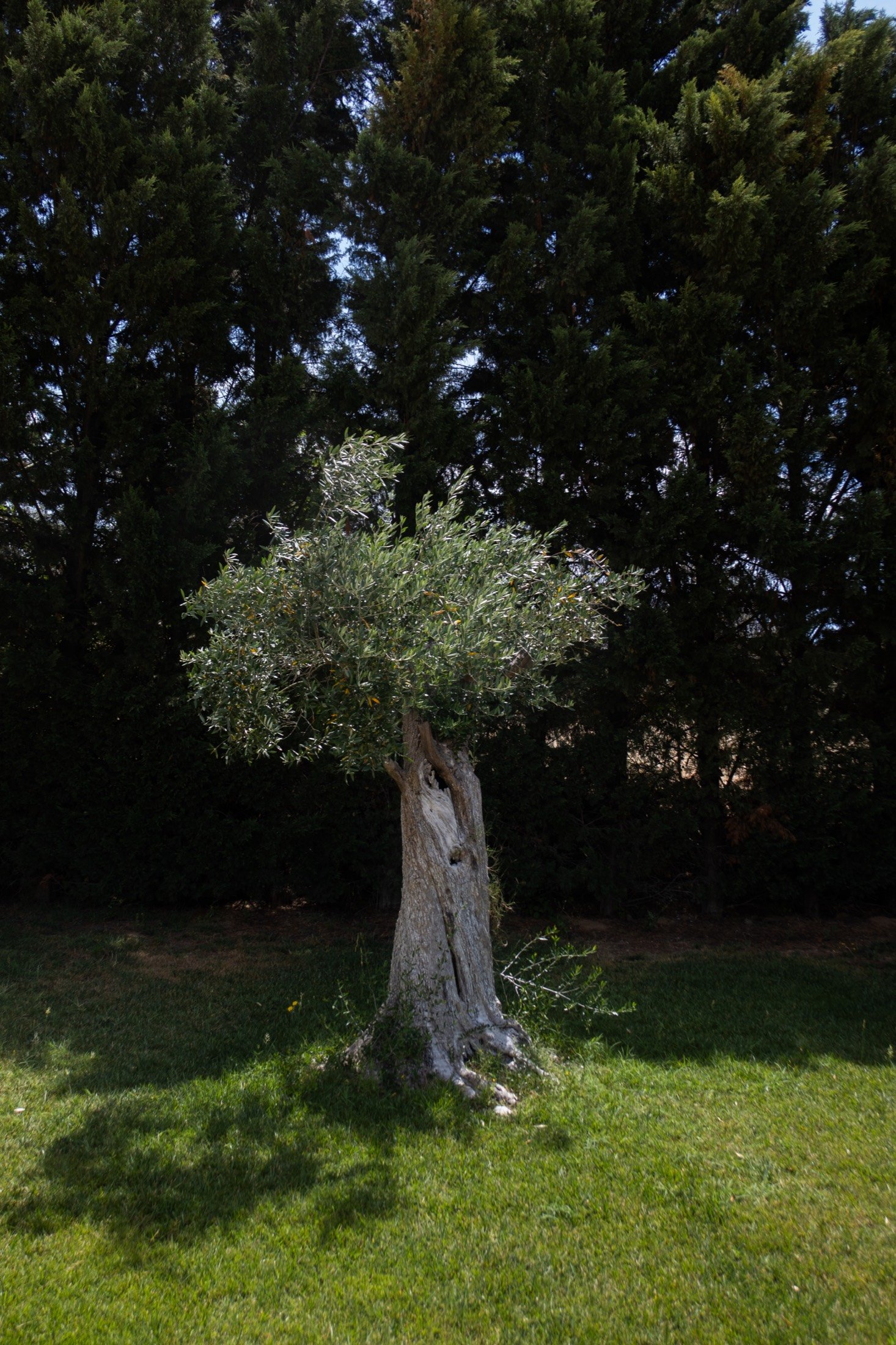 Olive trees on the farm