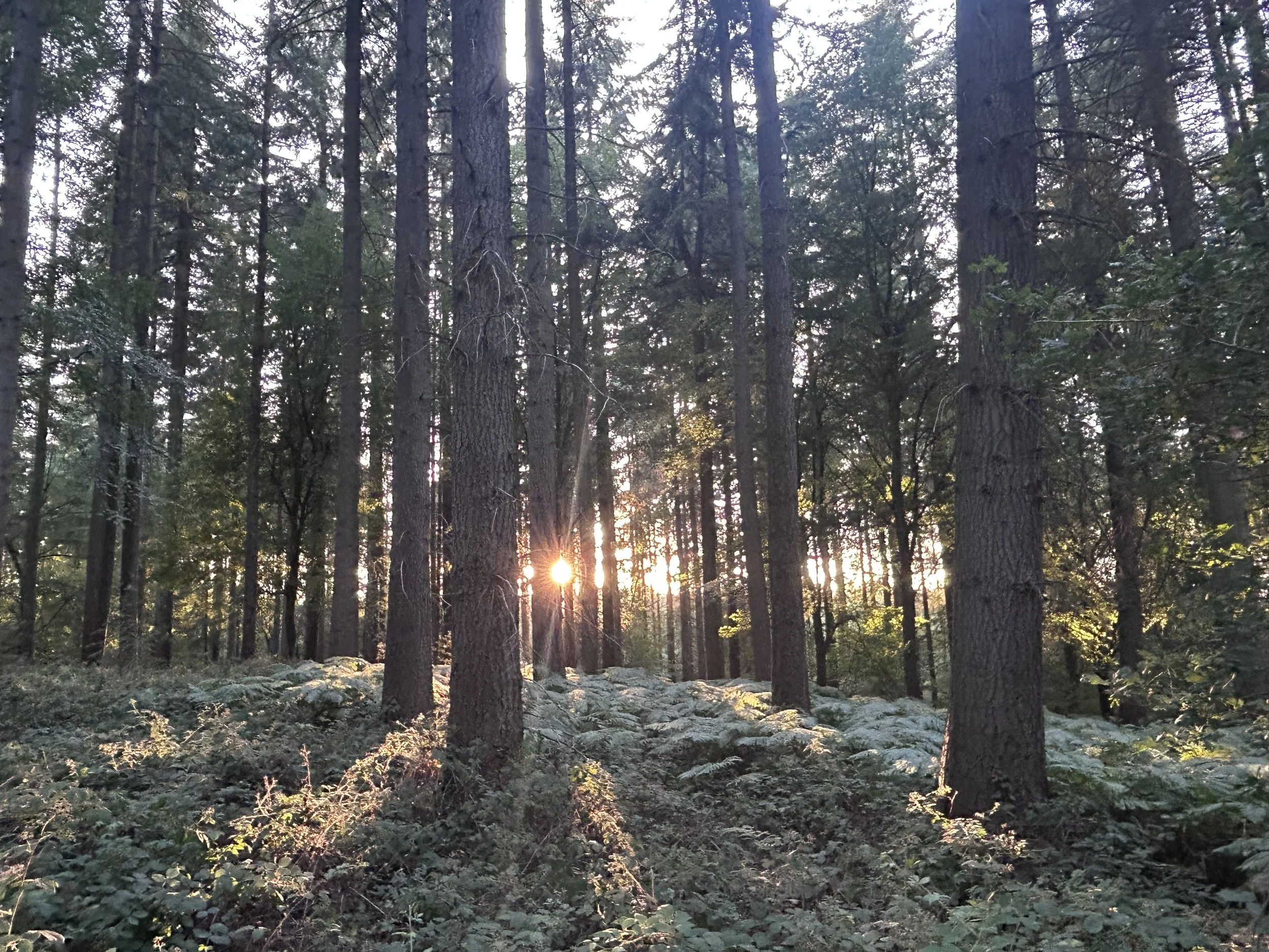 Sunshine peeks through tall pine trees in a dense forest, illuminating the green vegetation on the forest floor.