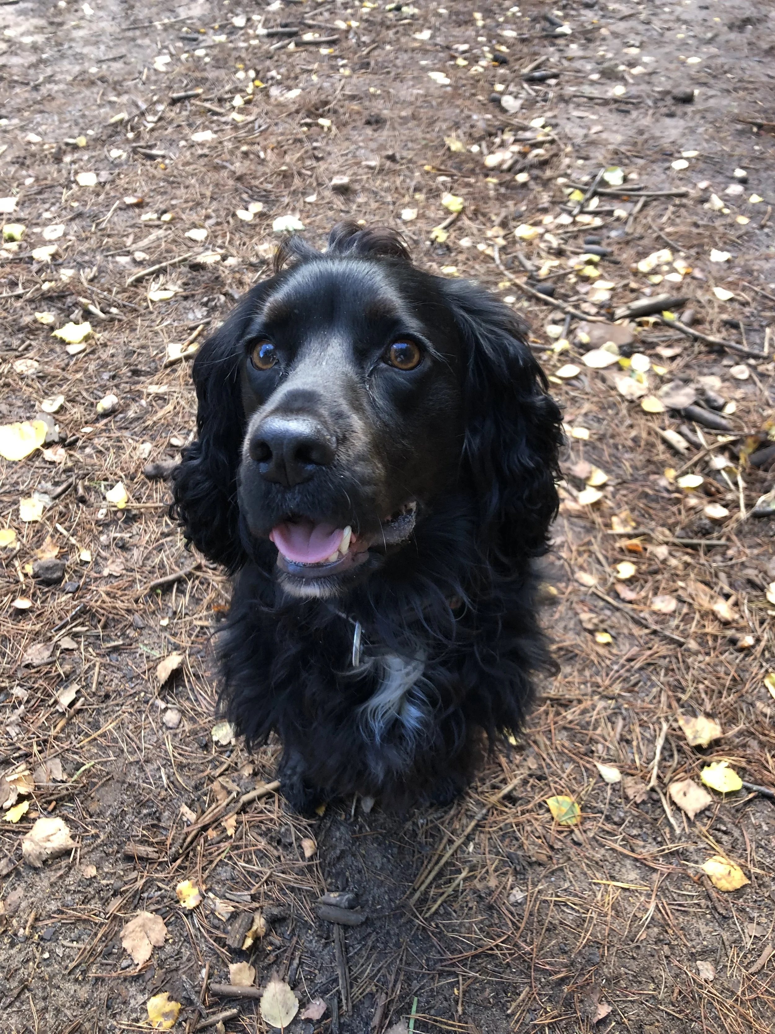 A black and brown spaniel dog with curly fur and a white chest, standing on a forest floor covered in pine needles, fallen leaves, and small yellow flowers, looking up at the camera with a happy expression.
