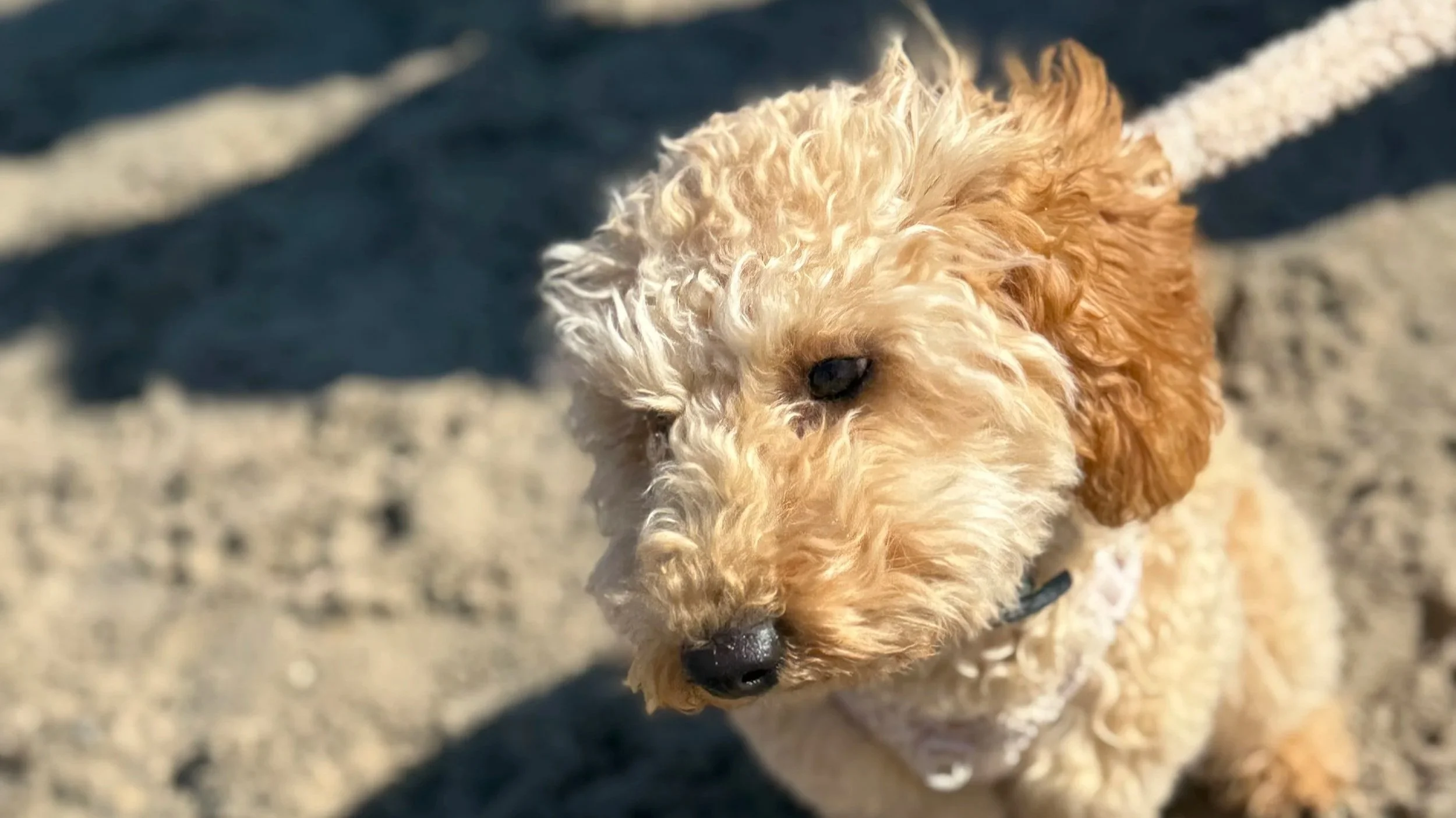 Puppy Poodle on the beach for pet walking Torre pacheco area