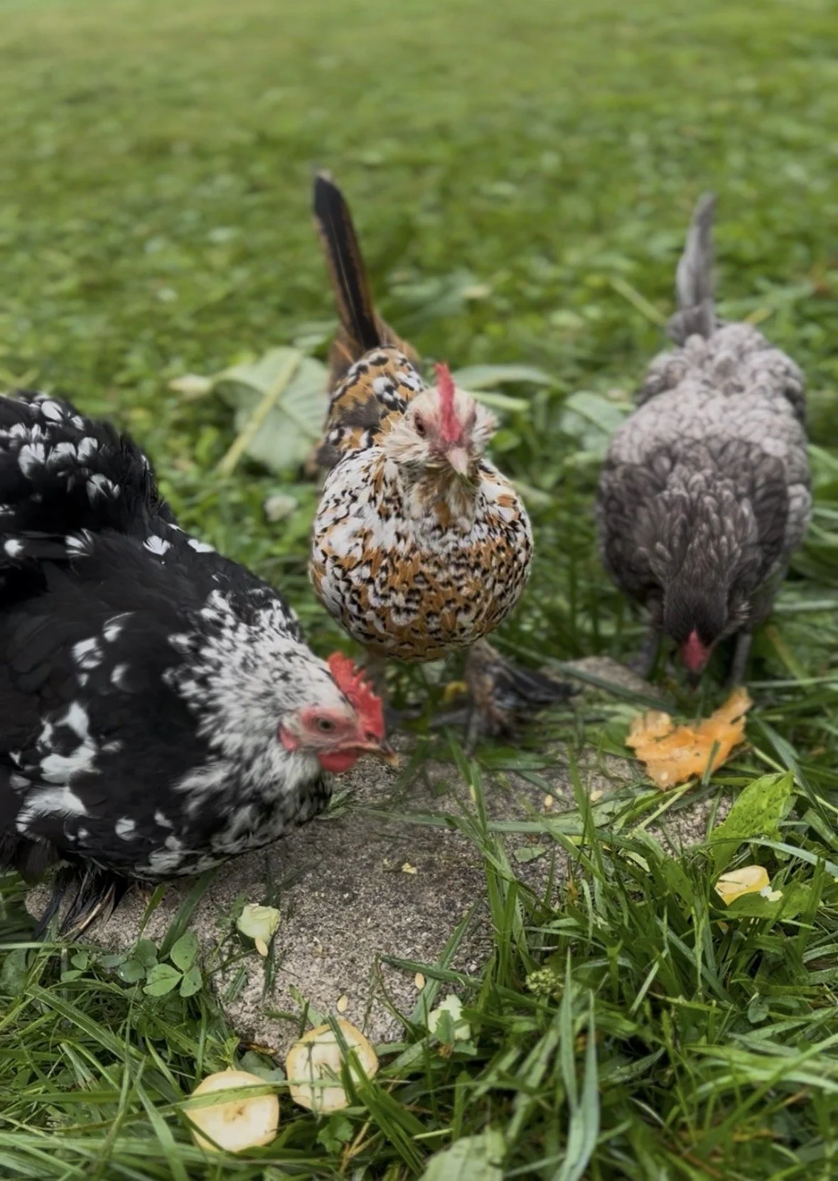 Three chickens foraging on grass and dirt, one black and white, one speckled, and one gray with a red comb.