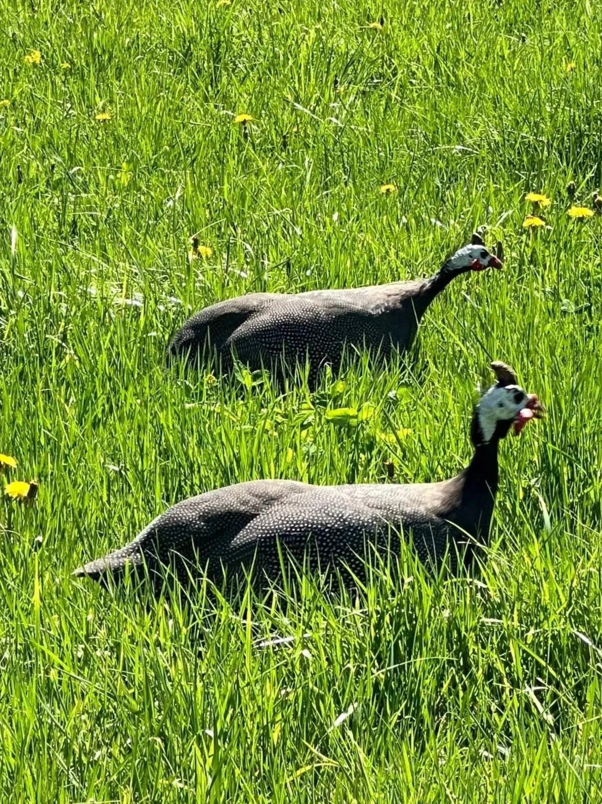 Two guinea fowls with black bodies and white heads in a lush green grassy field with yellow flowers.