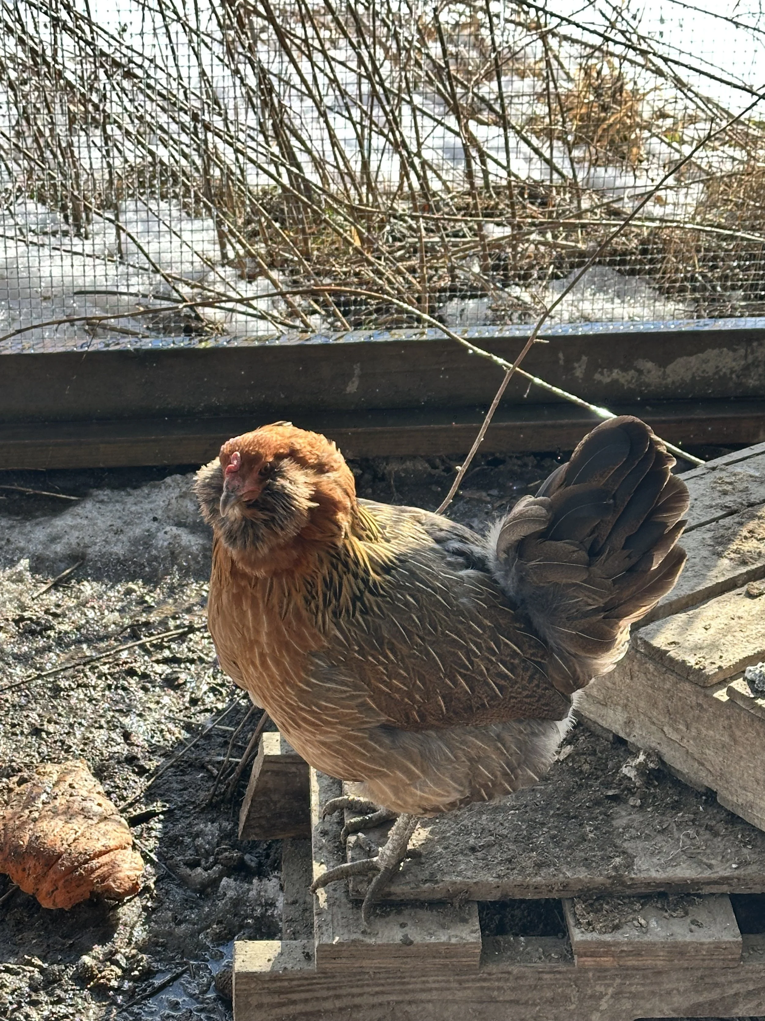 A chicken with brown and black feathers sitting on the ground inside a fenced enclosure. The background shows bare branches and a wire mesh fence.