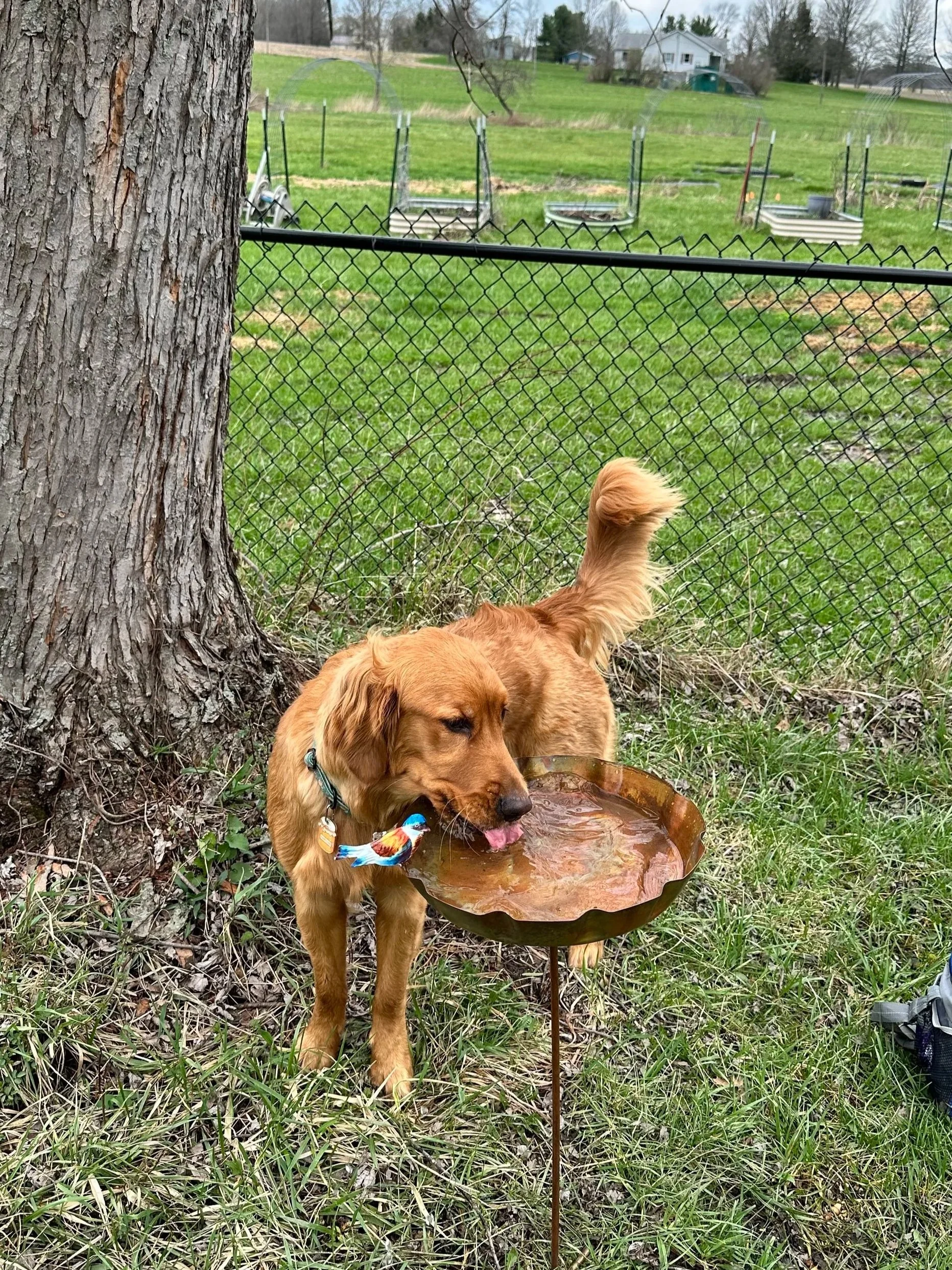 A golden retriever dog drinking water from a decorative metal birdbath outdoors near a large tree, with a green grassy yard and garden beds in the background.