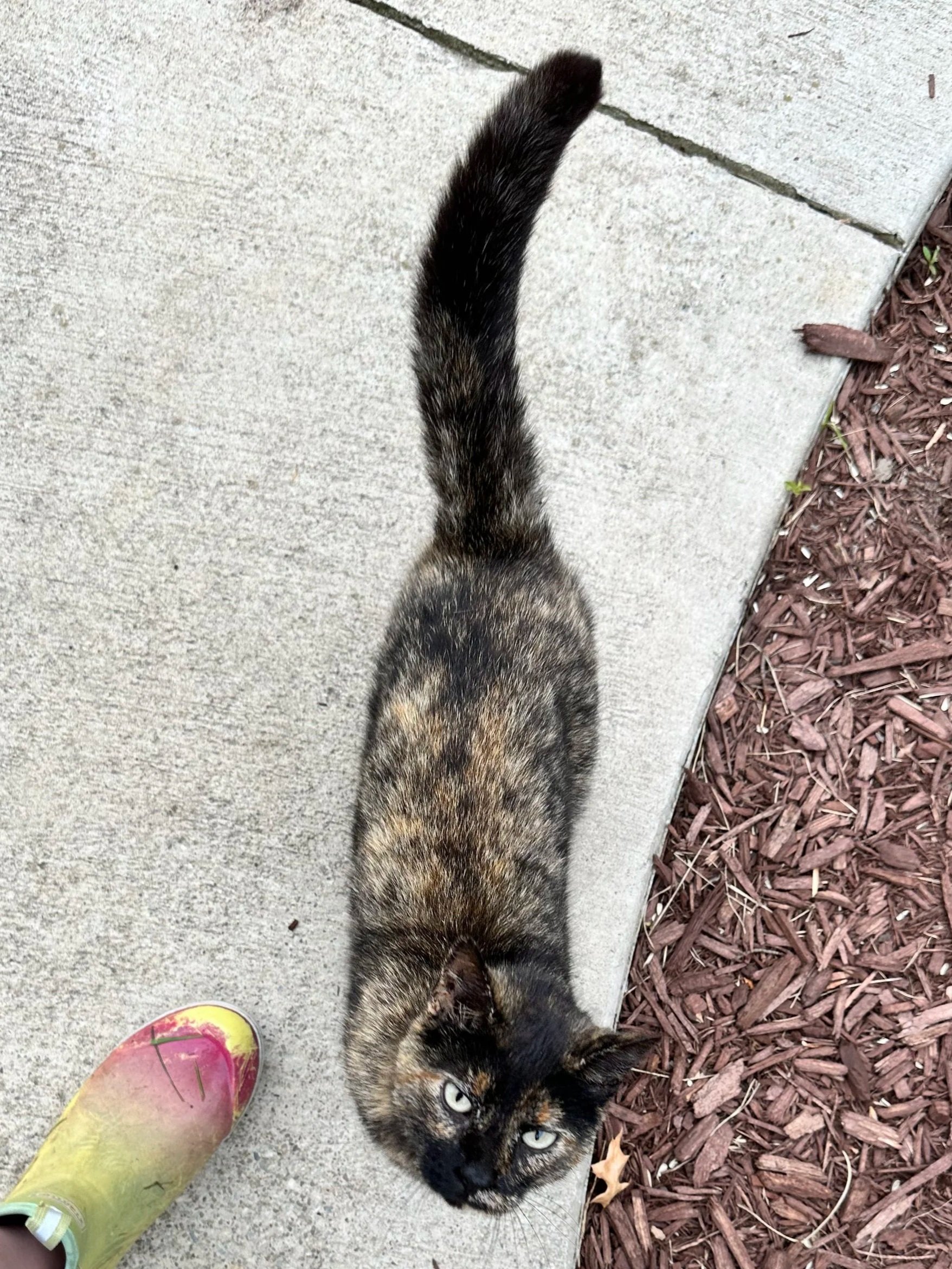 A calico cat with blue eyes lying on the ground, partially on a concrete sidewalk and partially on mulch, looking up at the camera. A person's foot in a colorful shoe is visible in the bottom left corner.