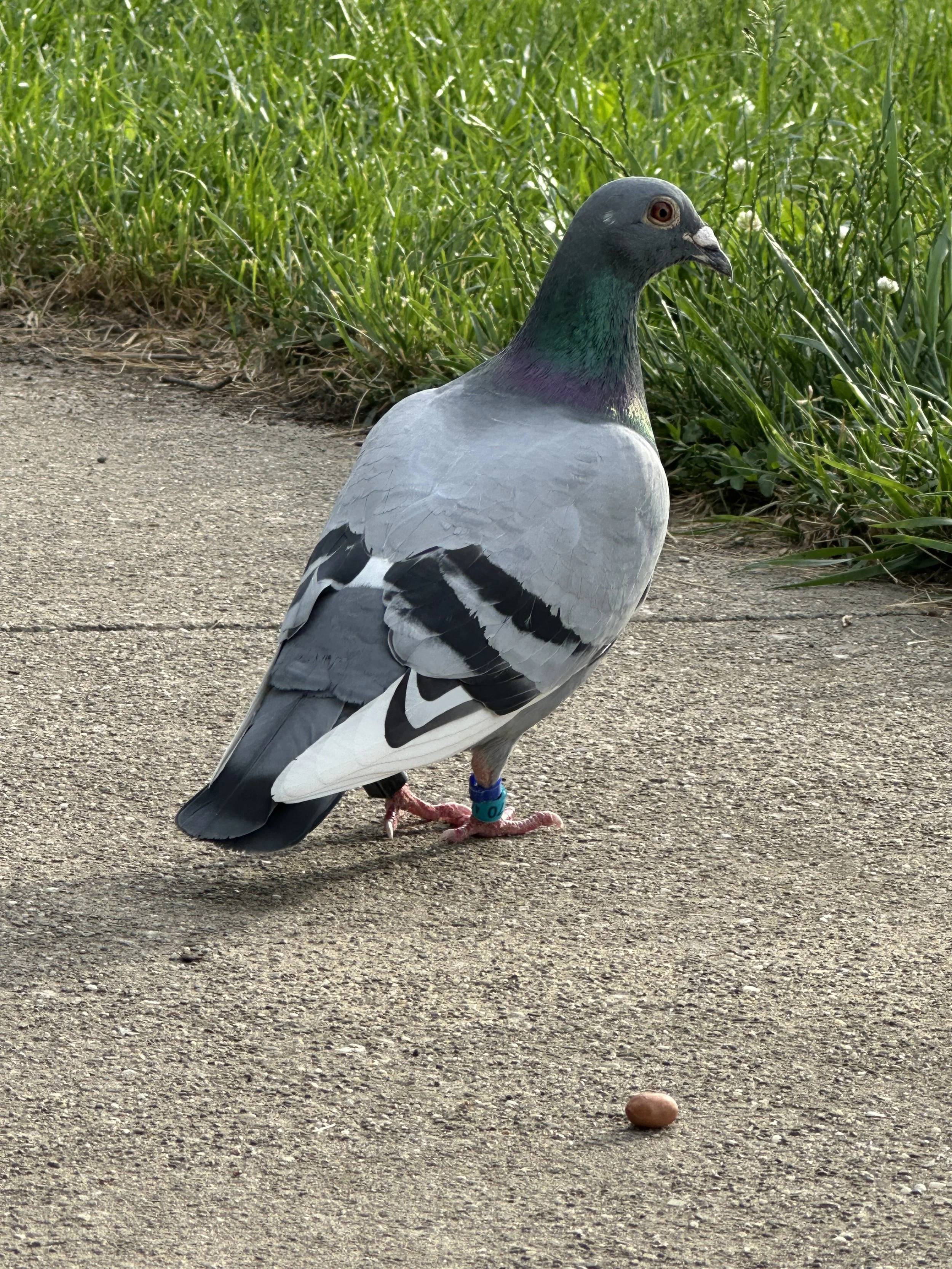 A pigeon standing on a concrete sidewalk near a grassy area, looking at a small brown object on the ground.