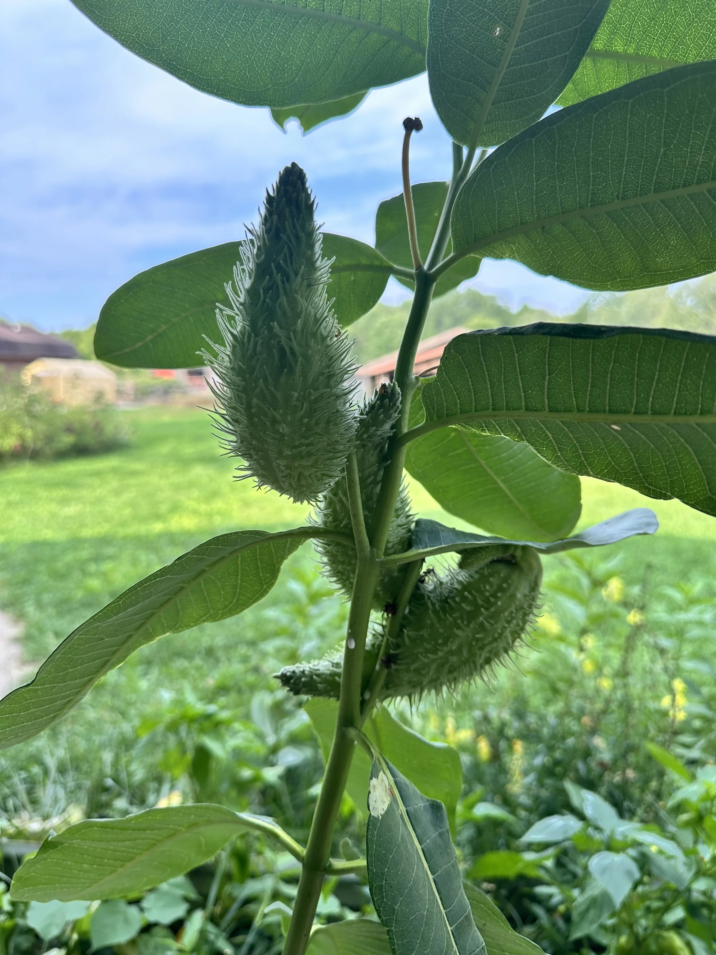 Close-up of a green, fuzzy, elongated milkweed pods on a milkweed plant with large green leaves, against a background of blue sky and distant greenery.