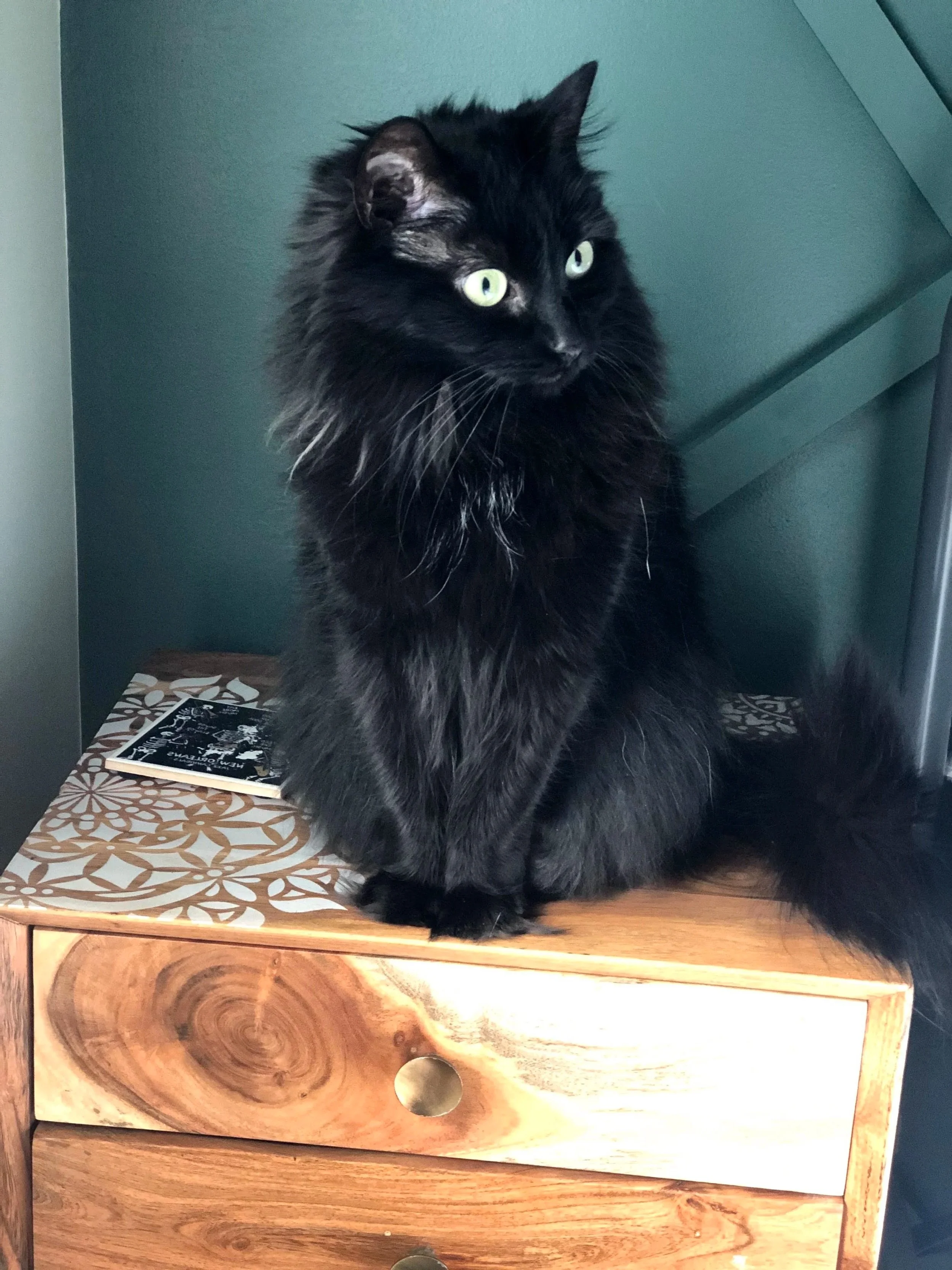 A black fluffy cat with green eyes sitting on a wooden table next to a shelf with a book, with a teal wall in the background.