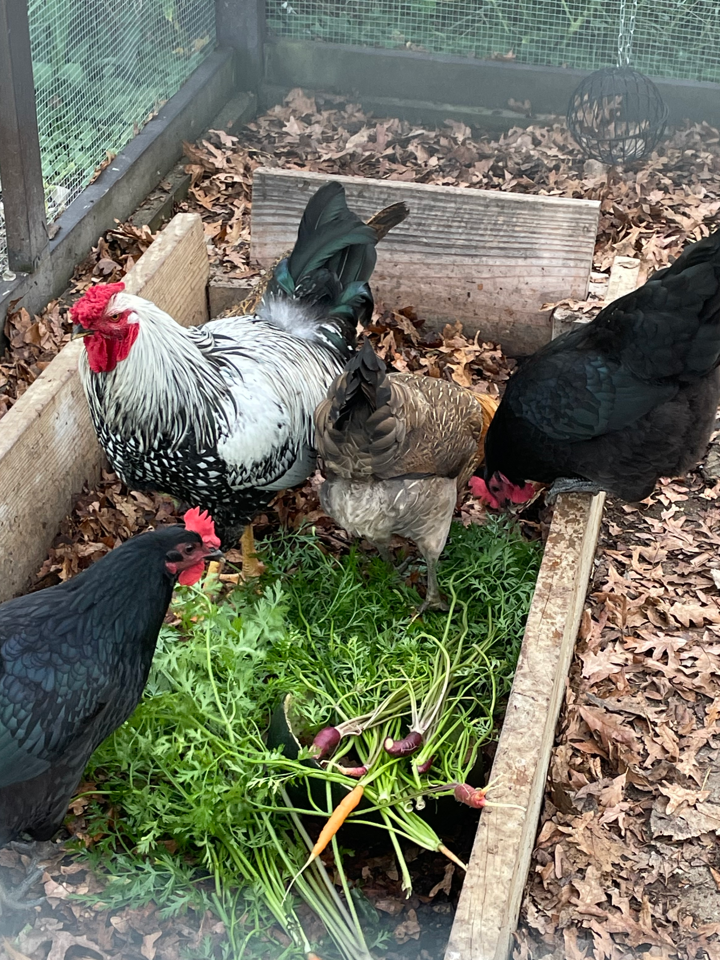 A group of chickens including a black rooster with iridescent feathers, a white and black Polish hen, and a brown hen, inside an outdoor chicken coop with wood and wire fencing, dry leaves on the ground, and green plants.